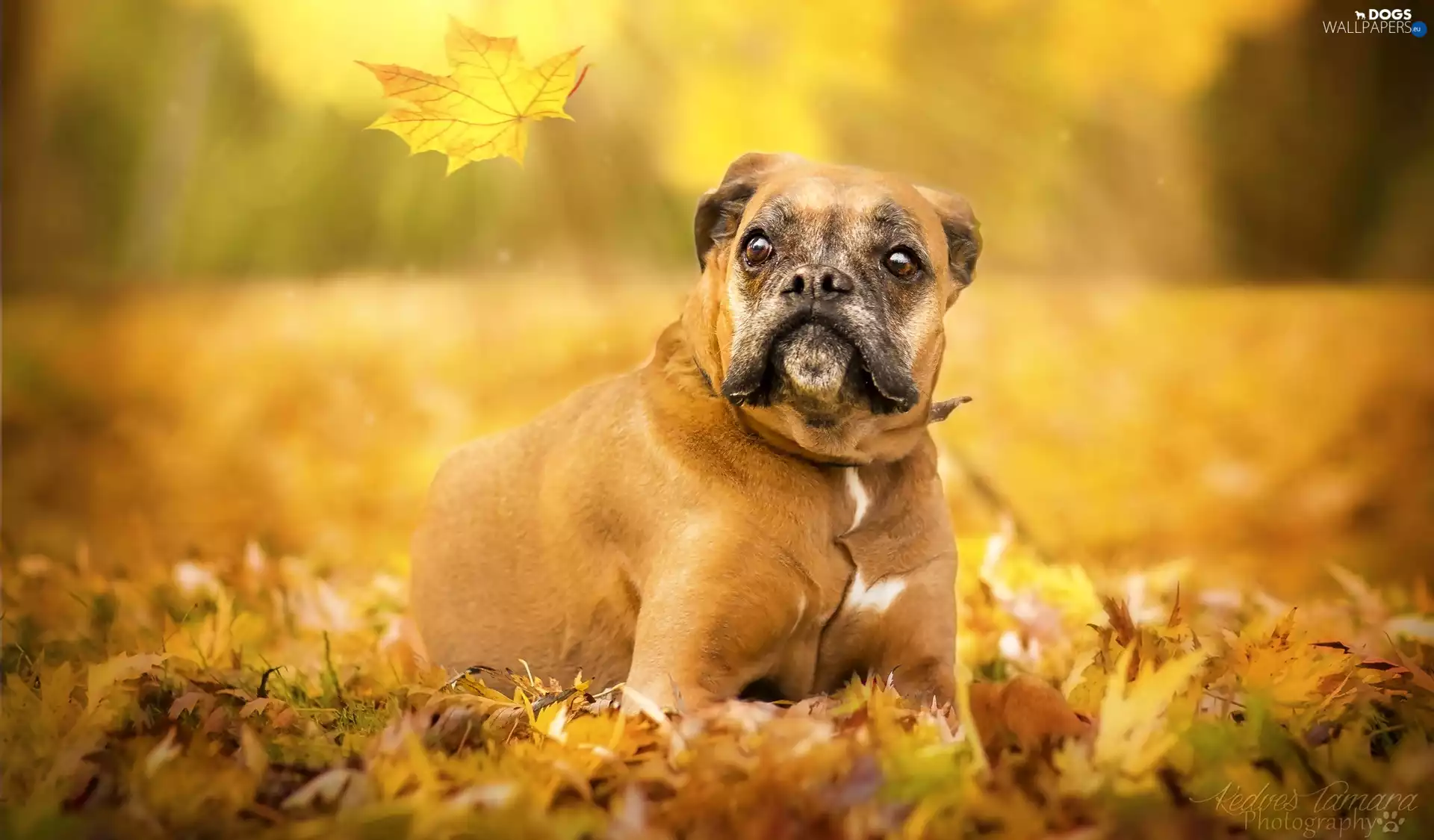leaf, dog, boxer