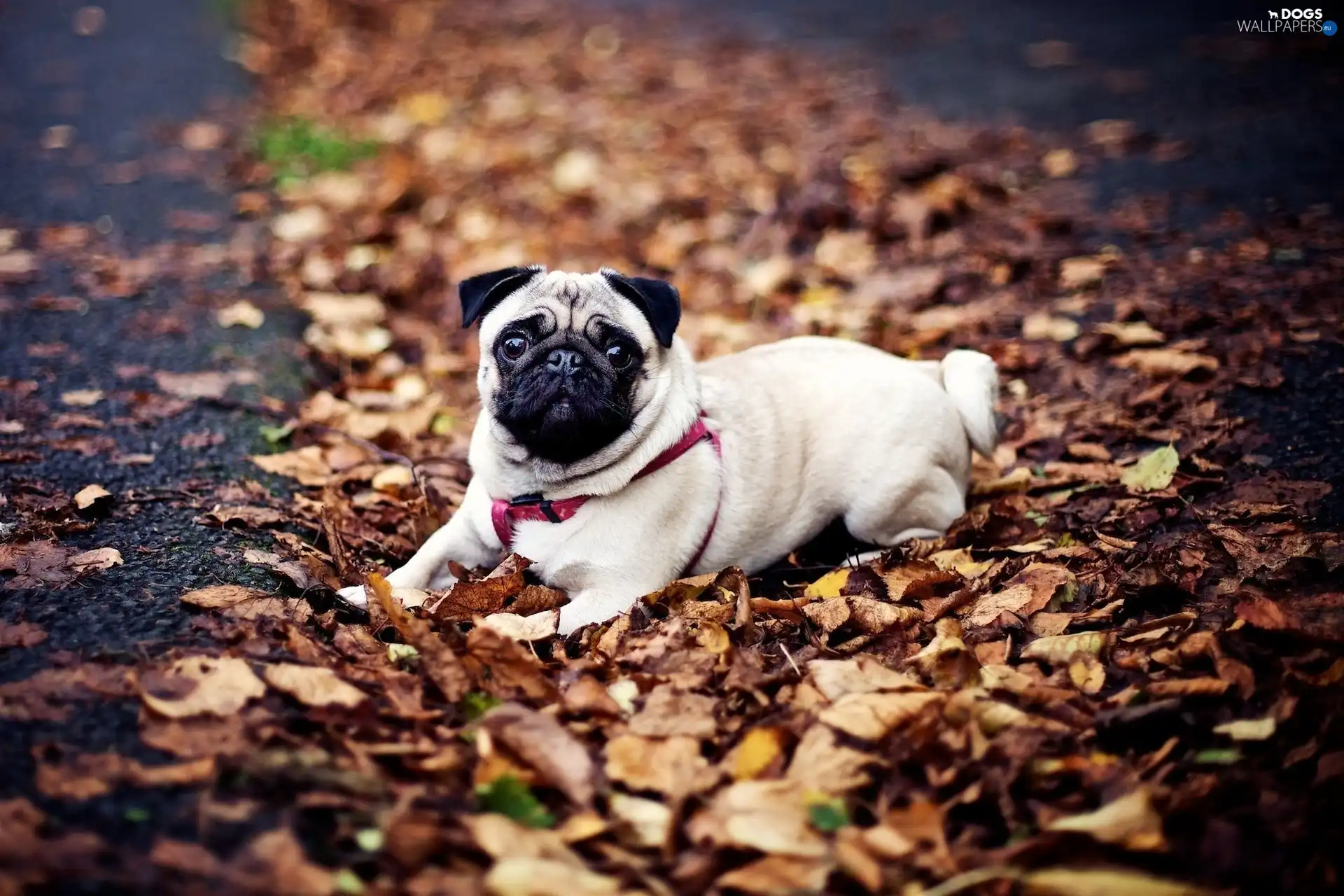 braces, Leaf, dog