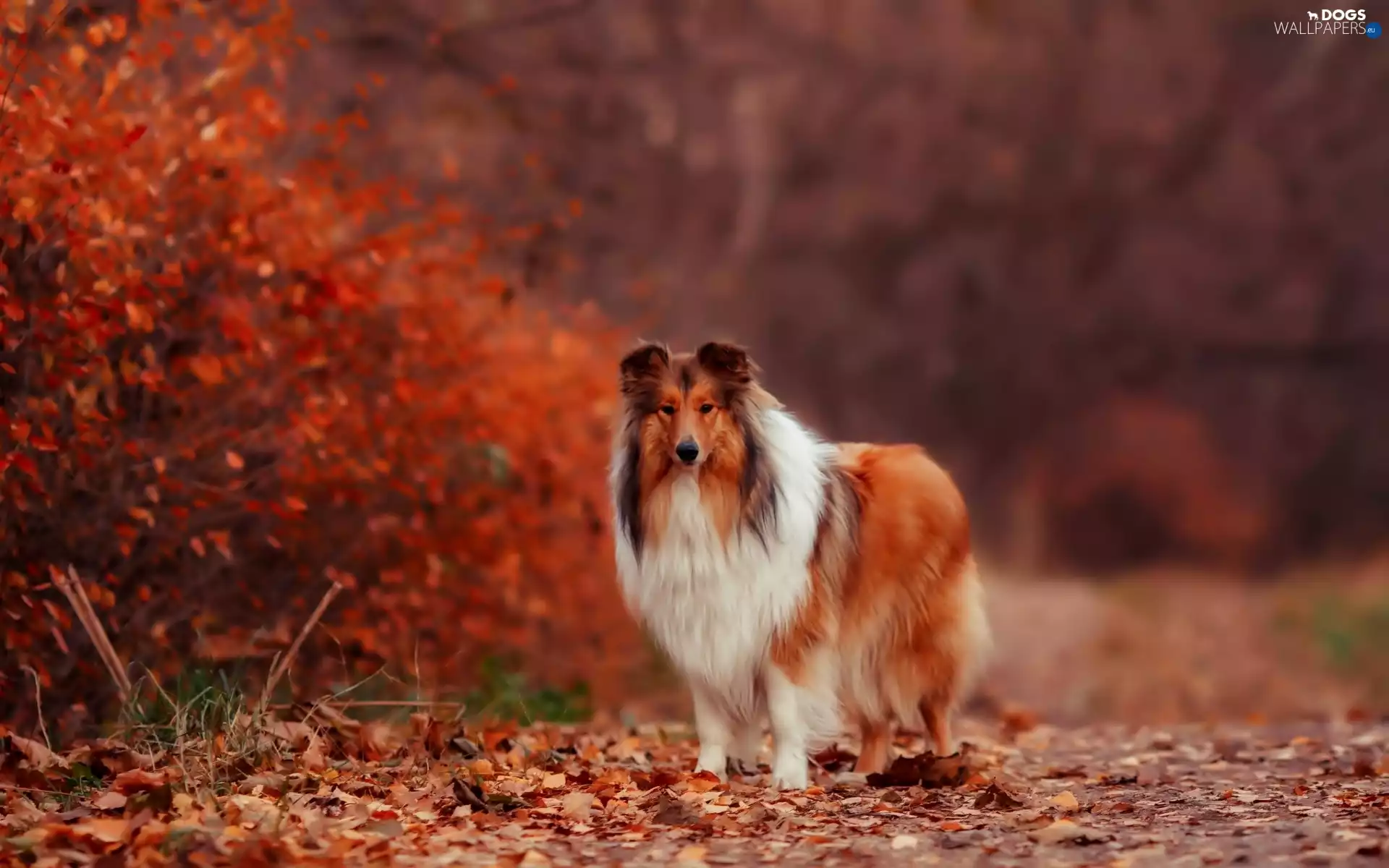 sheep-dog, Bush, Collie, dog, autumn, Scotch, Leaf