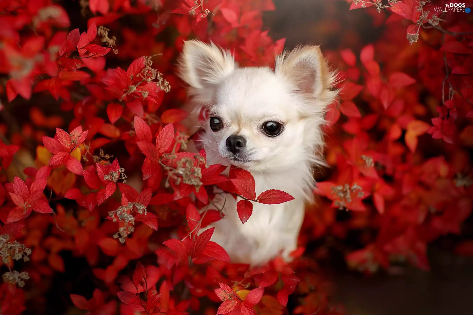 Red, Leaf, Chihuahua, Bush, dog