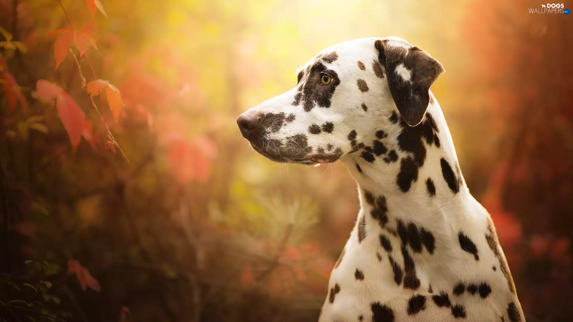 fuzzy, Leaf, Dalmatian, muzzle, dog