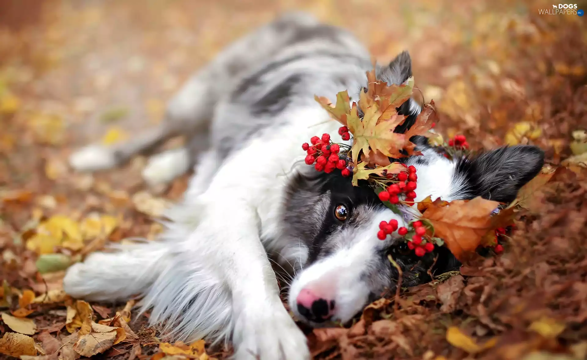 autumn, lying, Plant, Leaf, wreath, dog