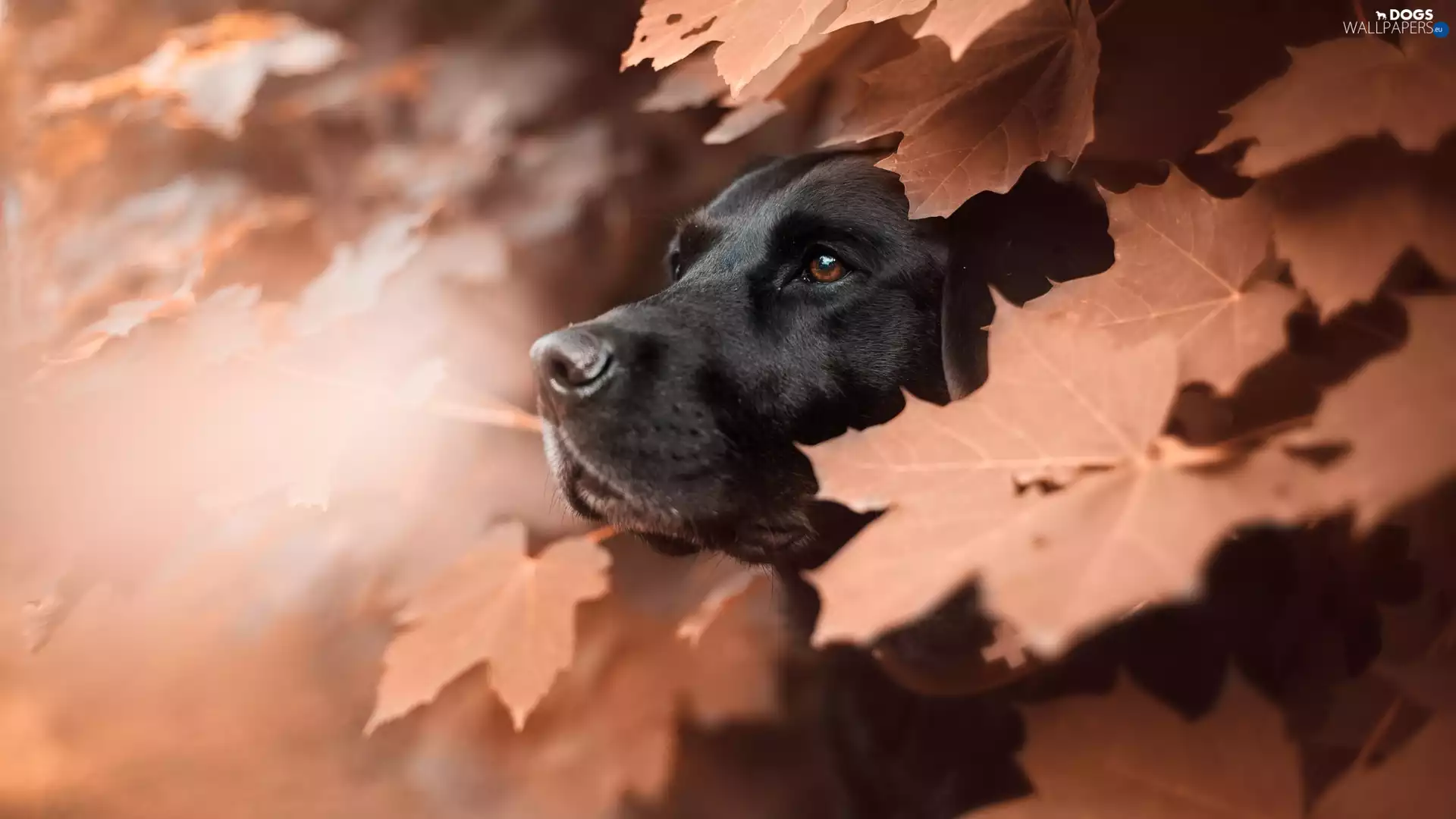 Dog. Labrador retriever, Leaf