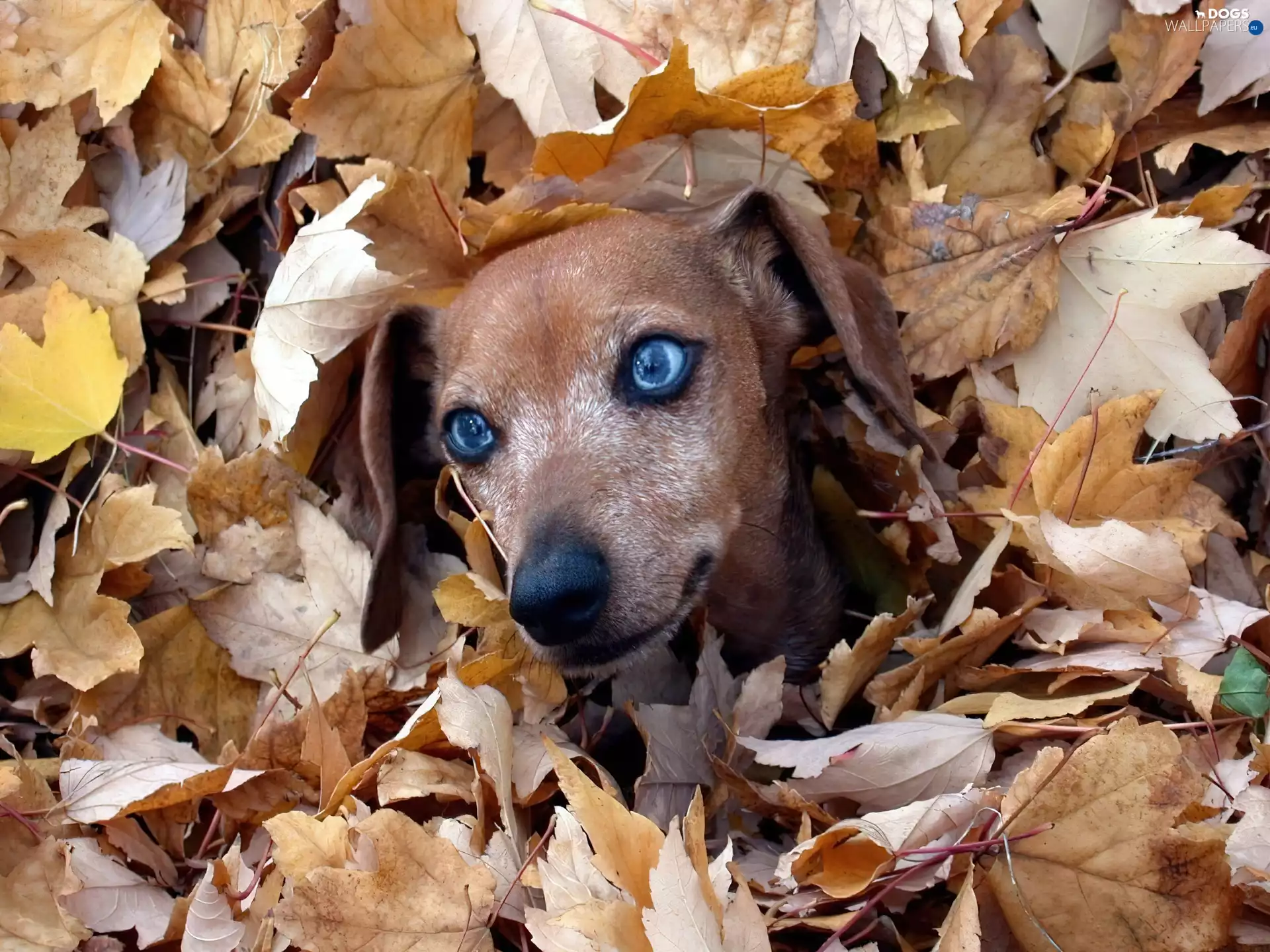 dog, Eyes, Weimaraner, Leaf