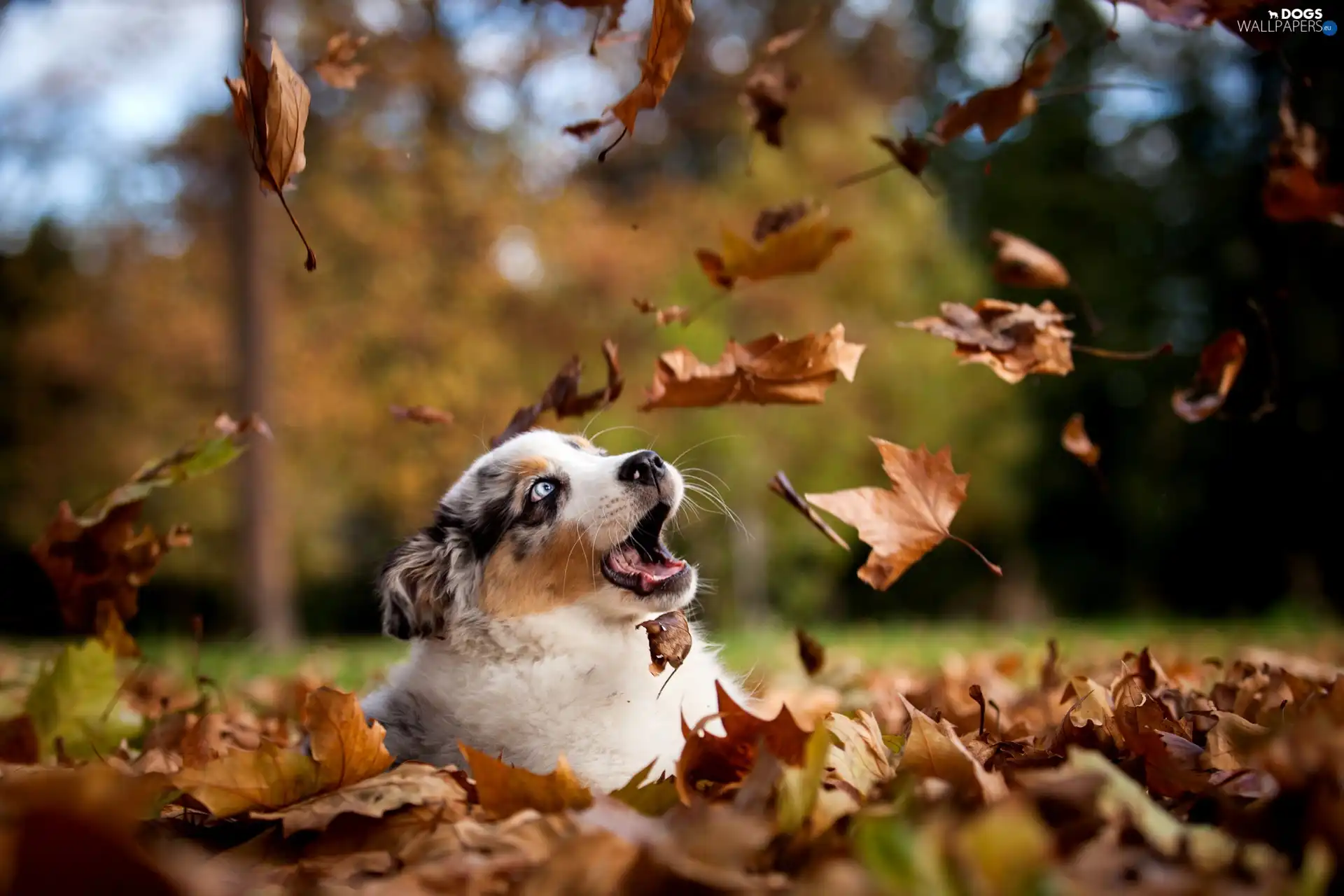 Leaf, dog