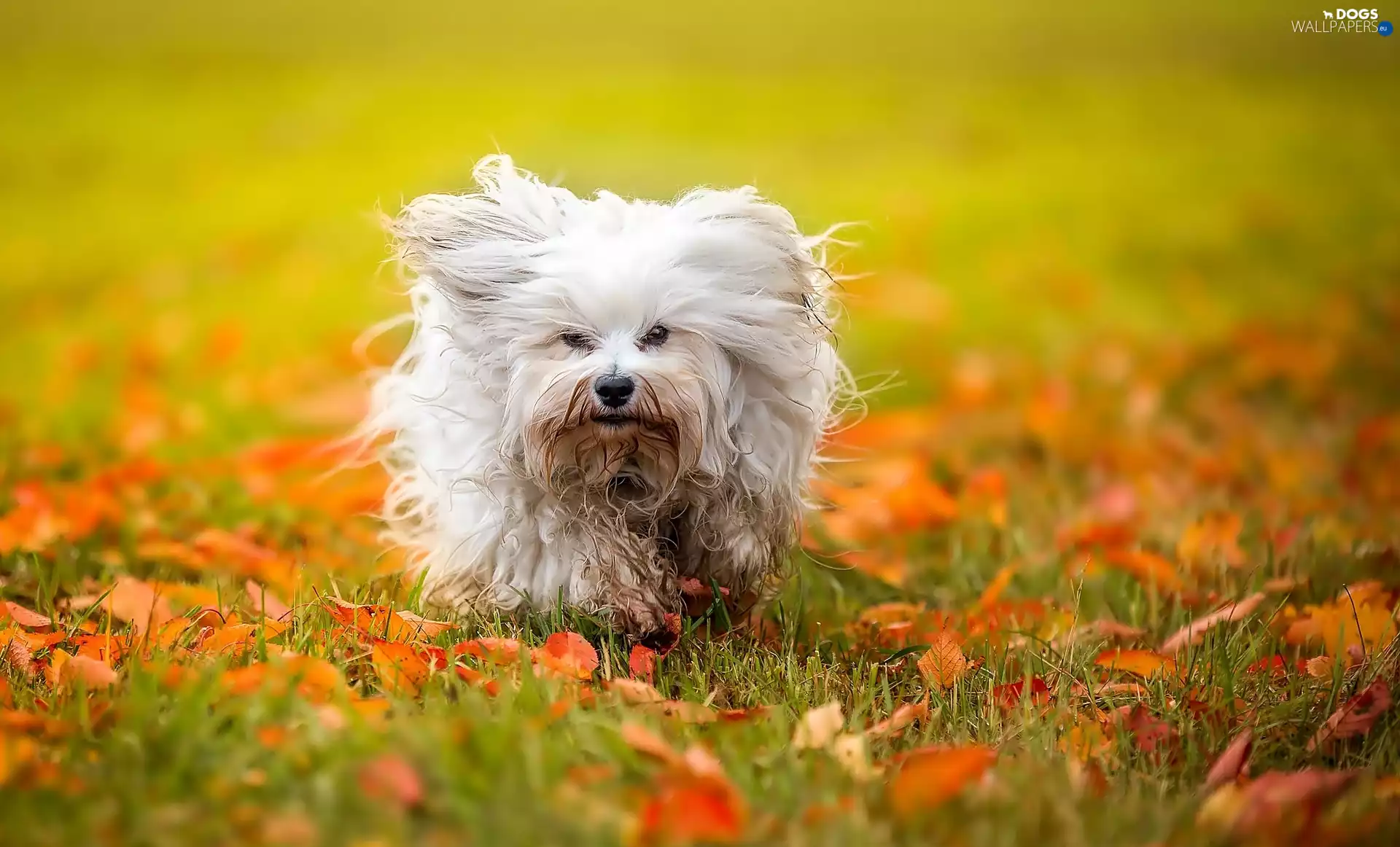 Meadow, Leaf, doggy, autumn, White
