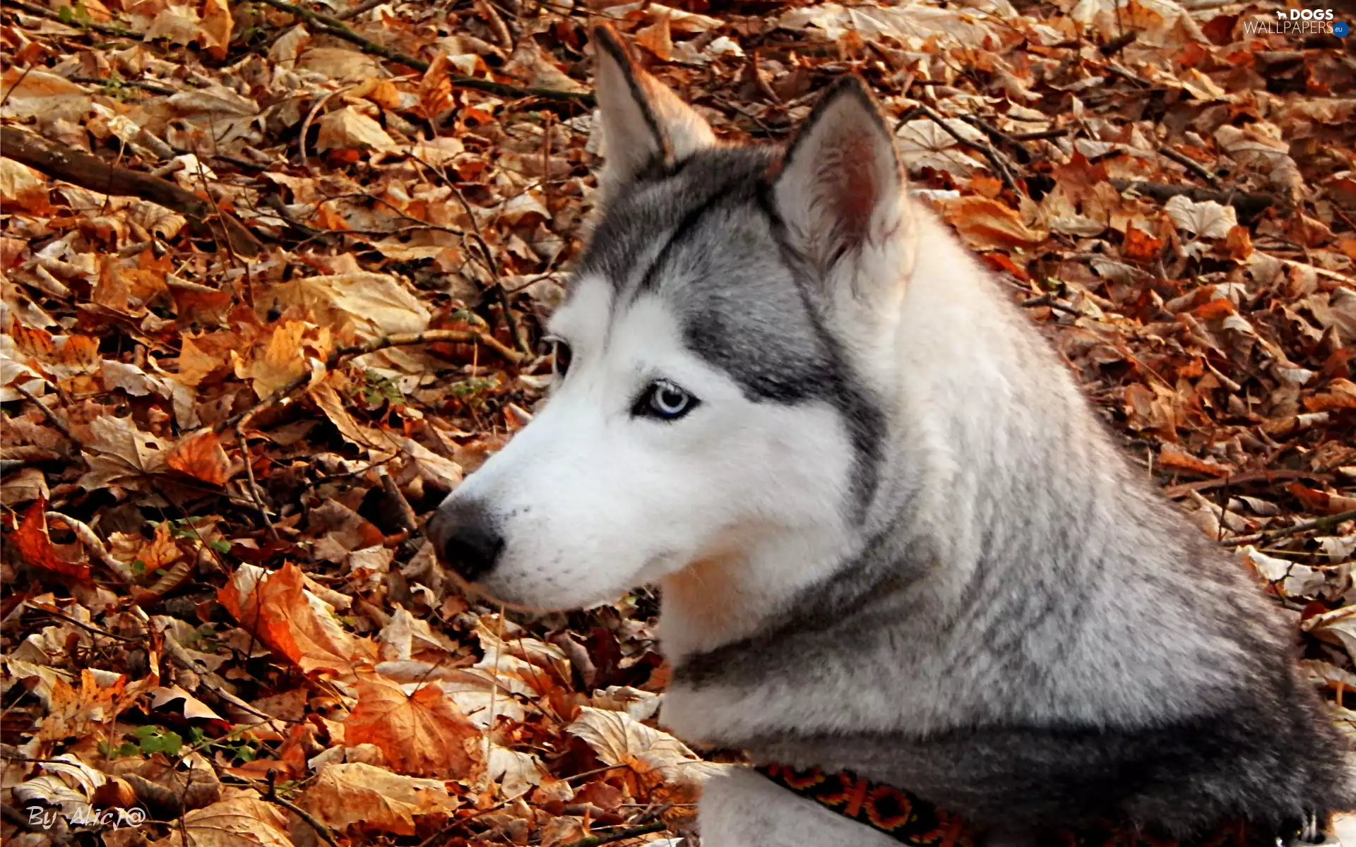 Leaf, Husky, dry
