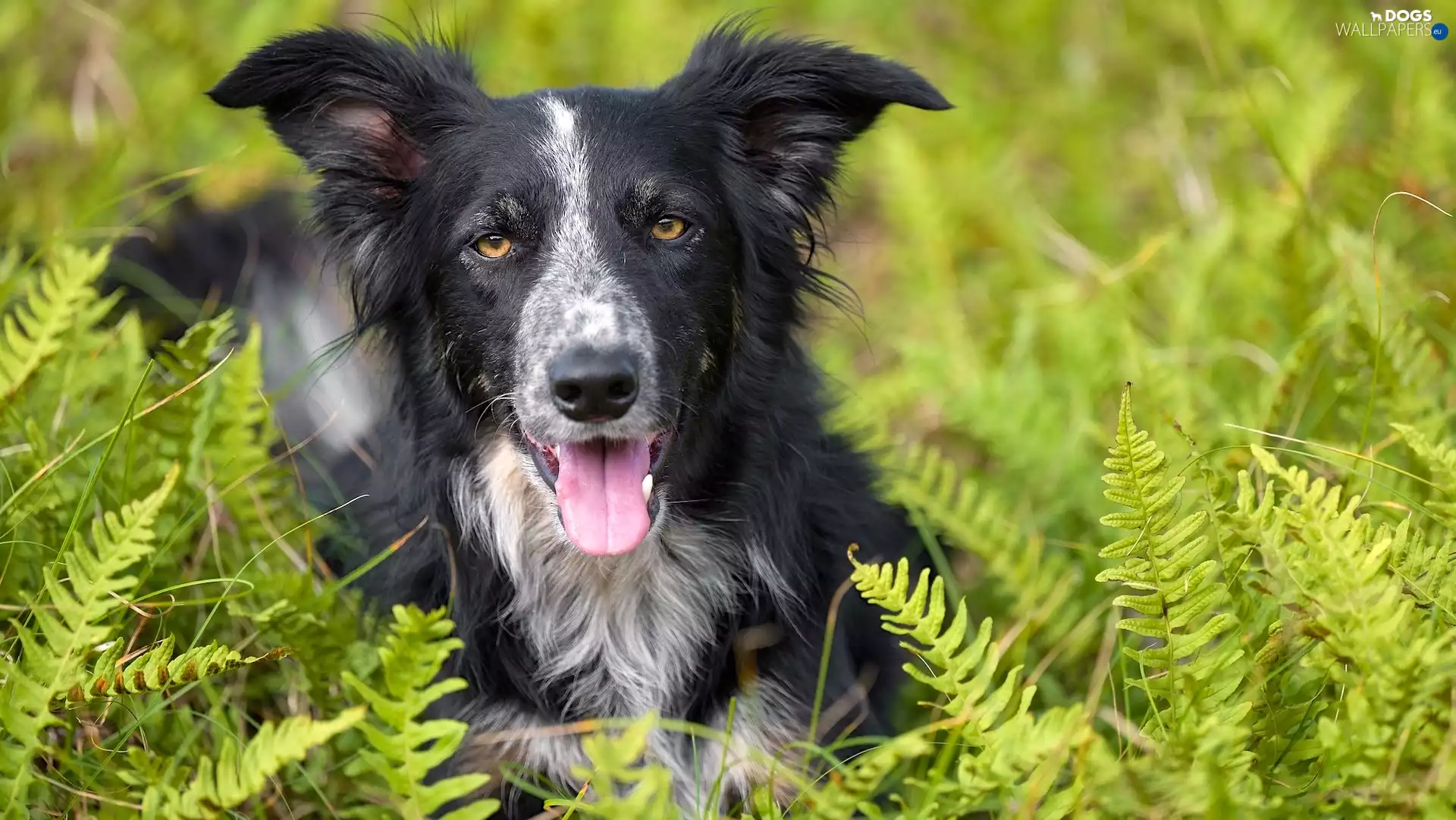 dog, Leaf, Fern, Border Collie