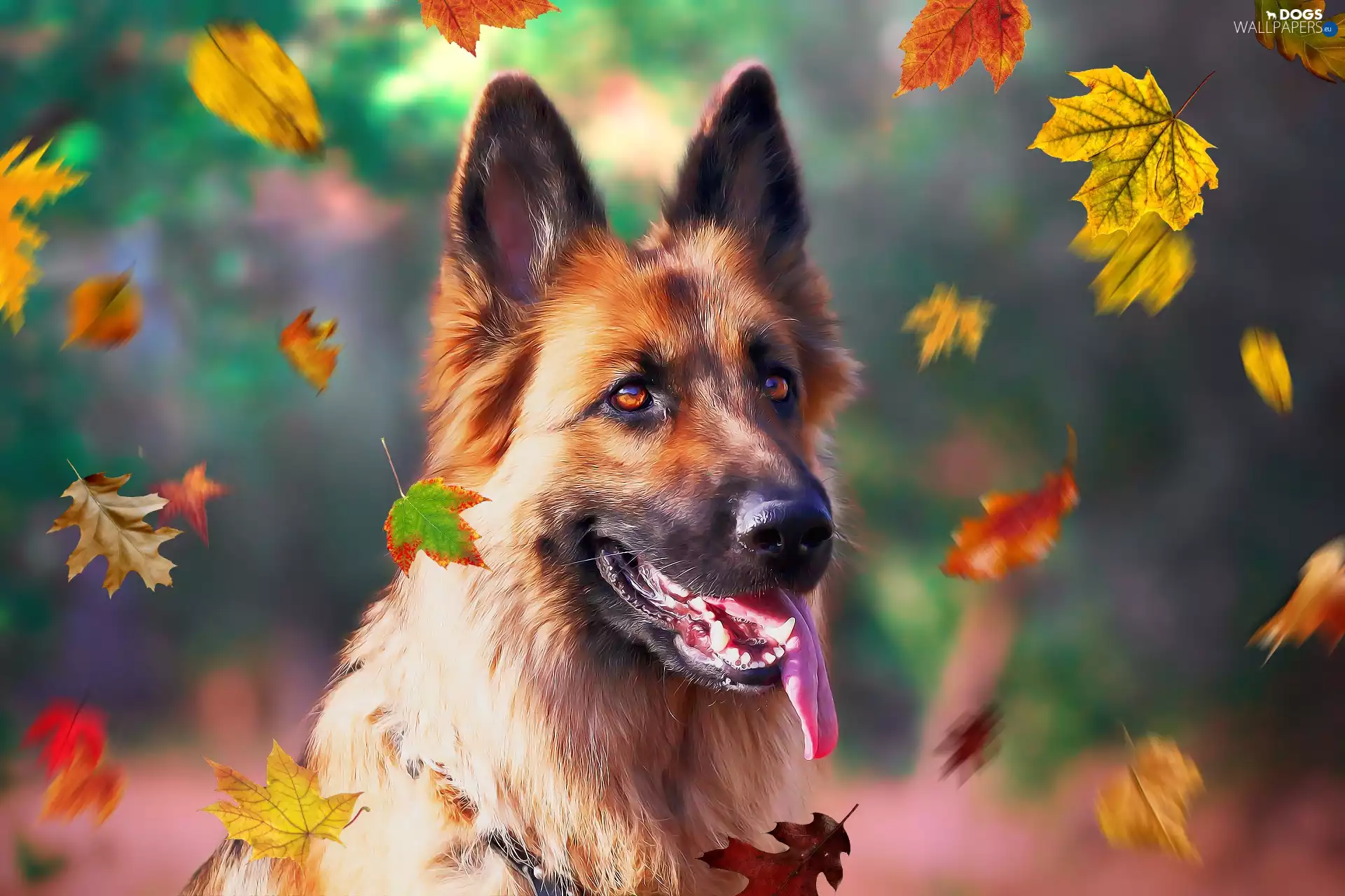 dog, Leaf, graphics, German Shepherd