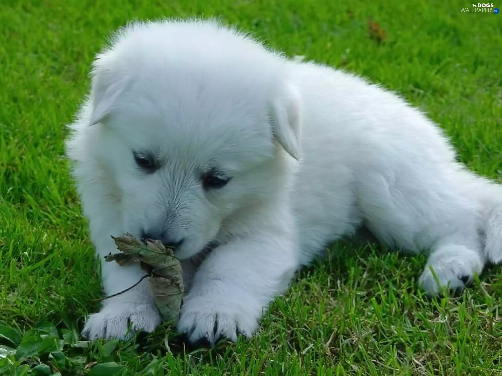 puppie, leaf, grass, sheep-dog