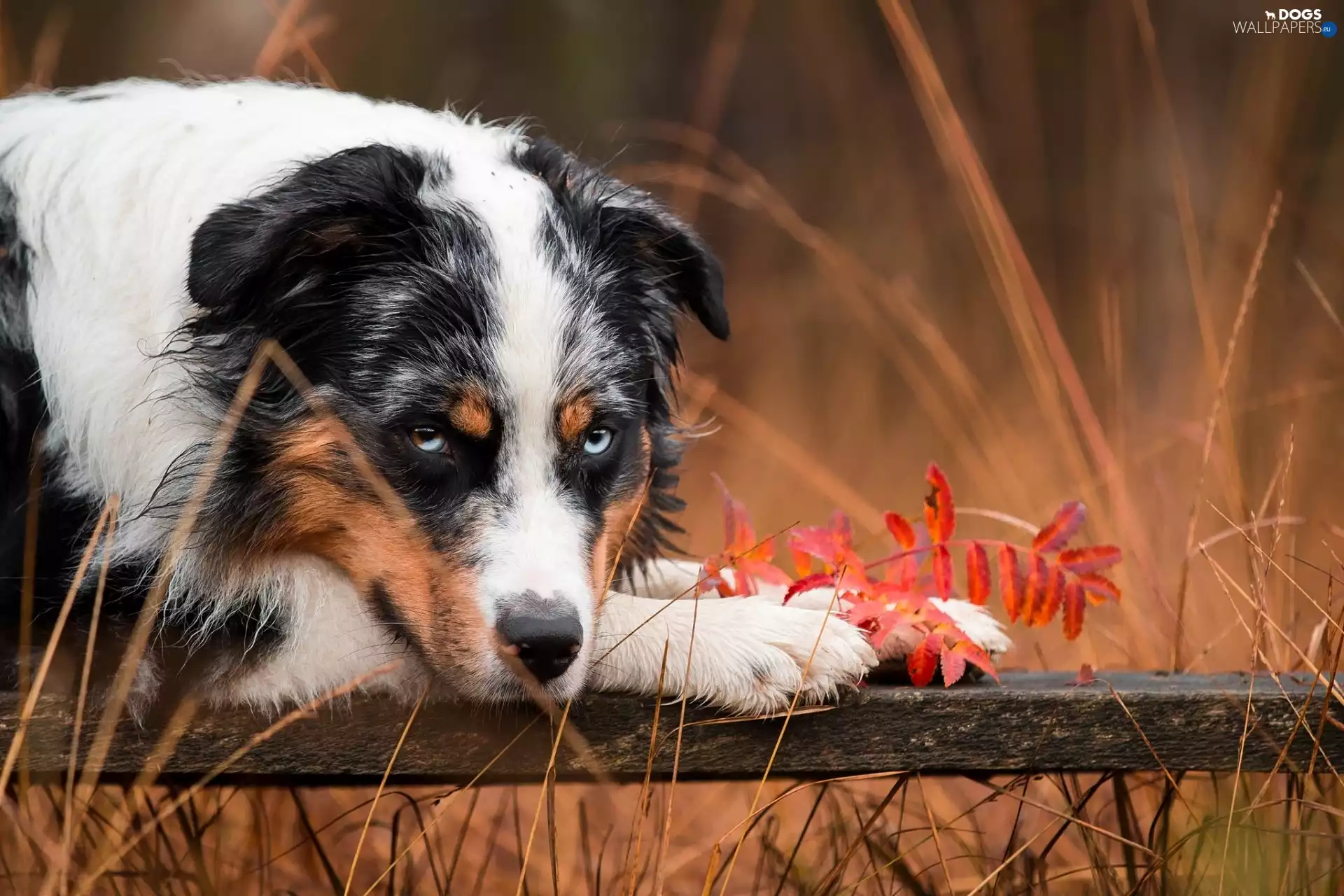 dog, Leaf, grass, Australian Shepherd