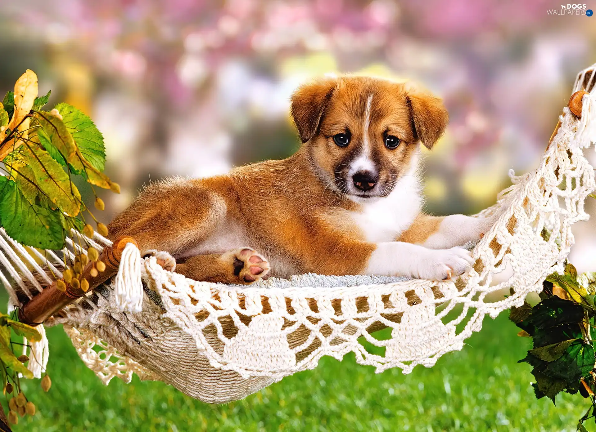 Hammock, Leaf, puppie