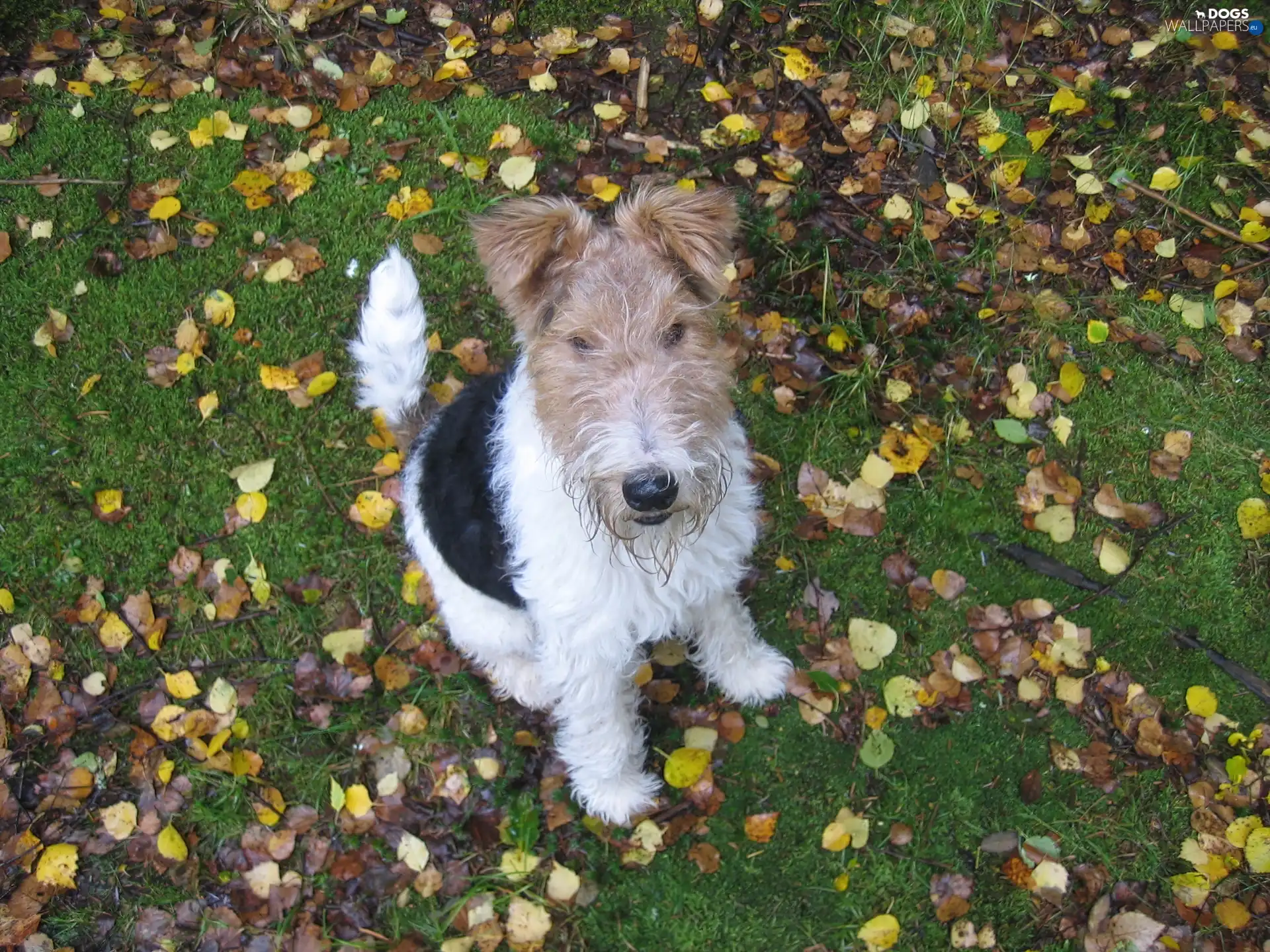 Leaf, grass, Lakeland Terrier