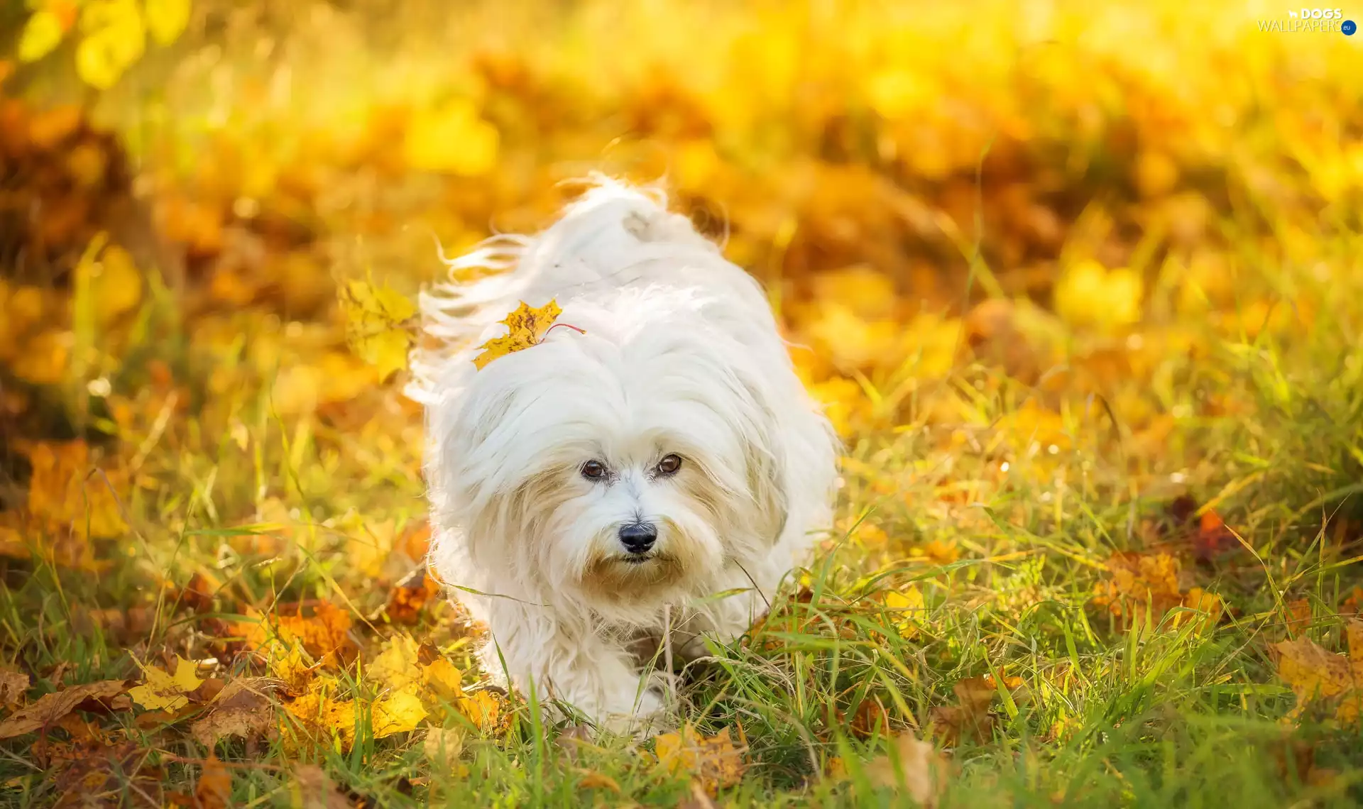 Leaf, dog, Maltese