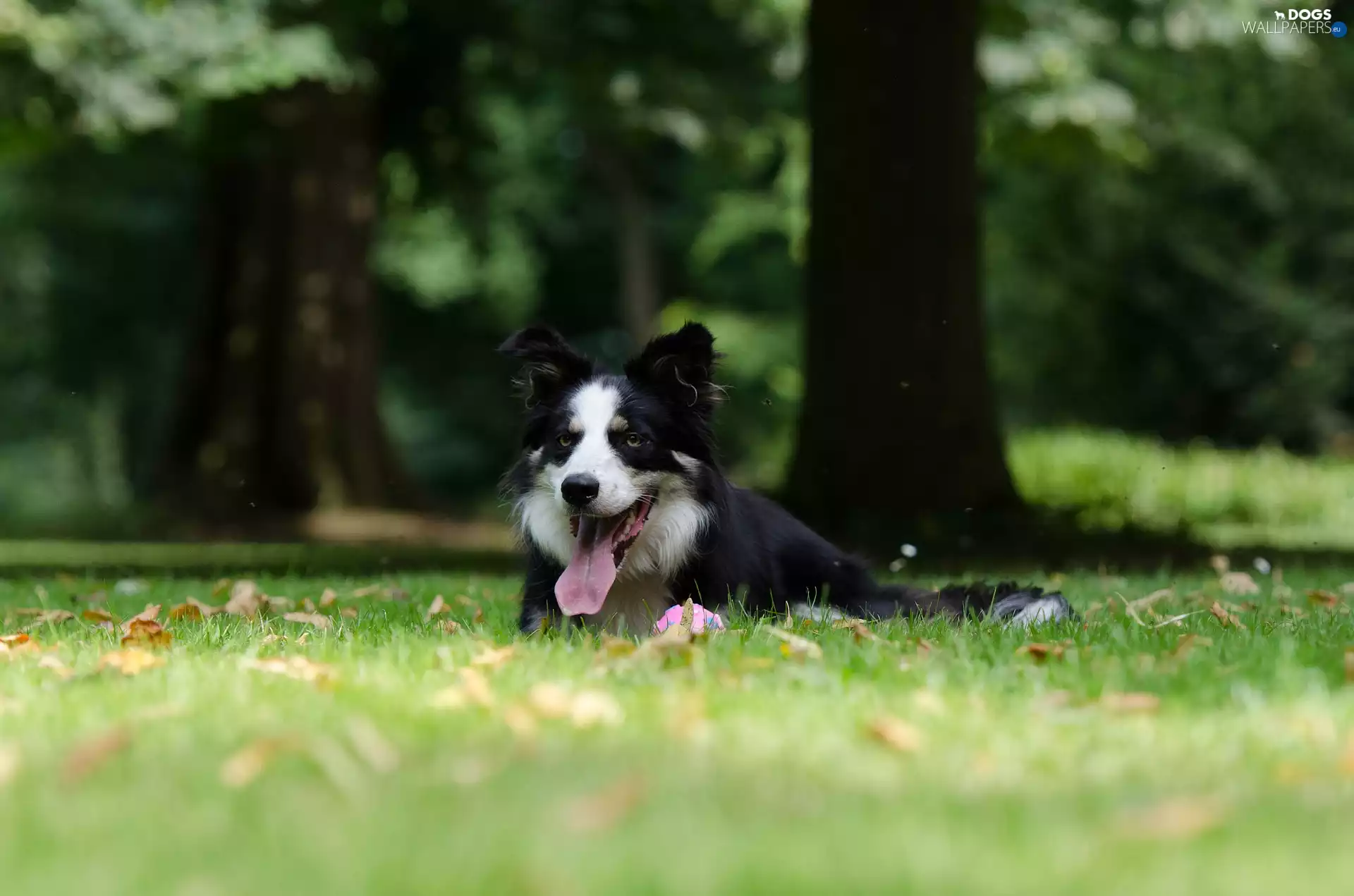 Border Collie, tongue, Leaf, lying, Meadow