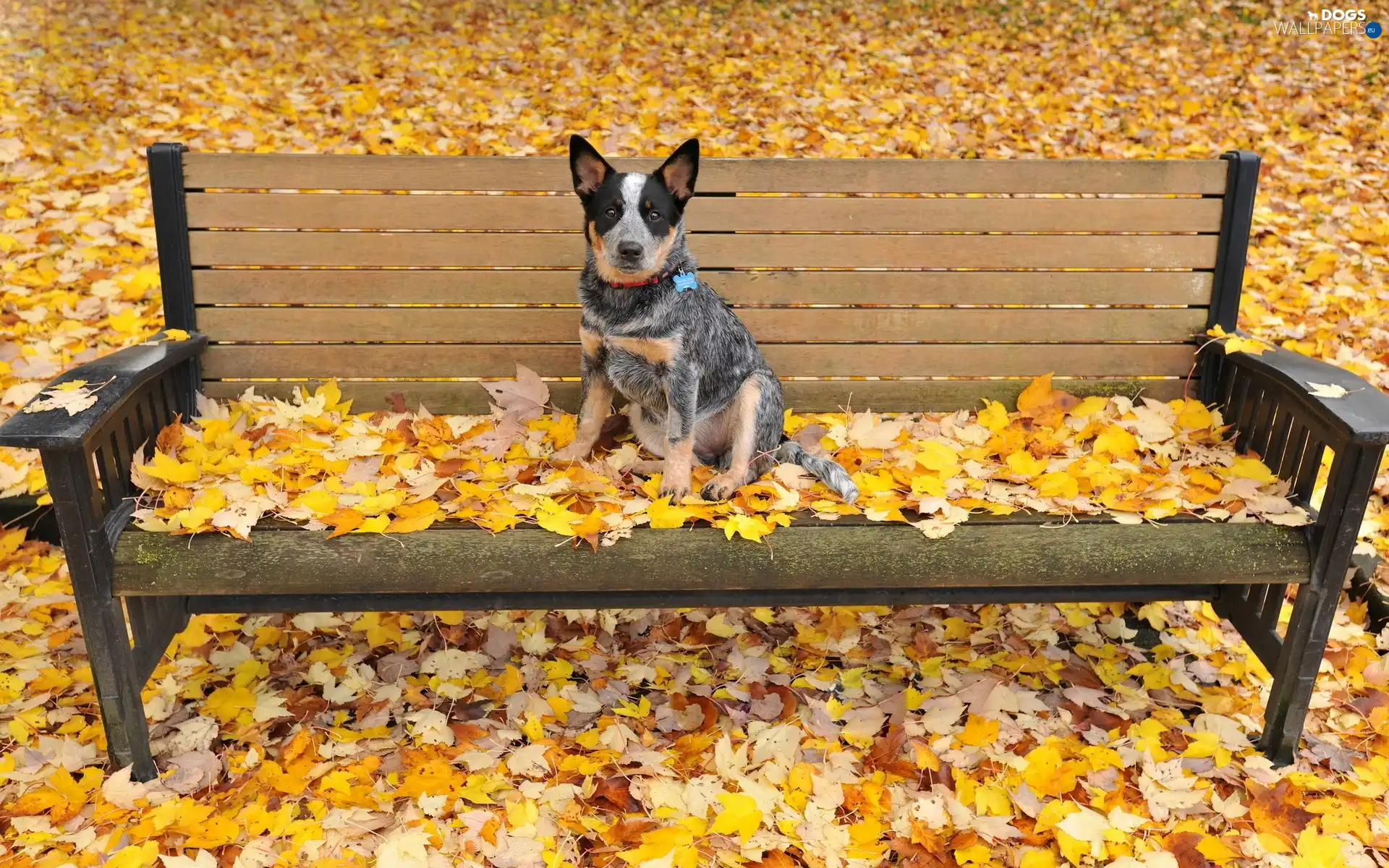 Leaf, Autumn, dog, Park, Bench