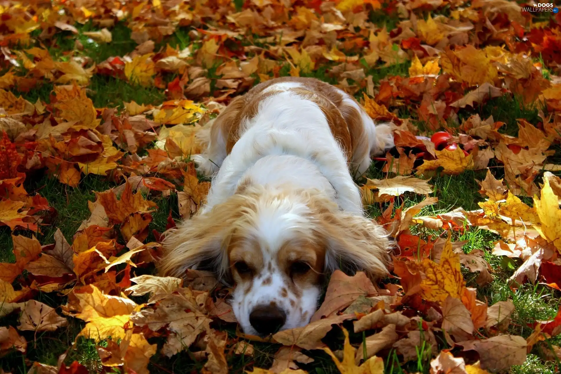 Leaf, Yellow, pinto, dog