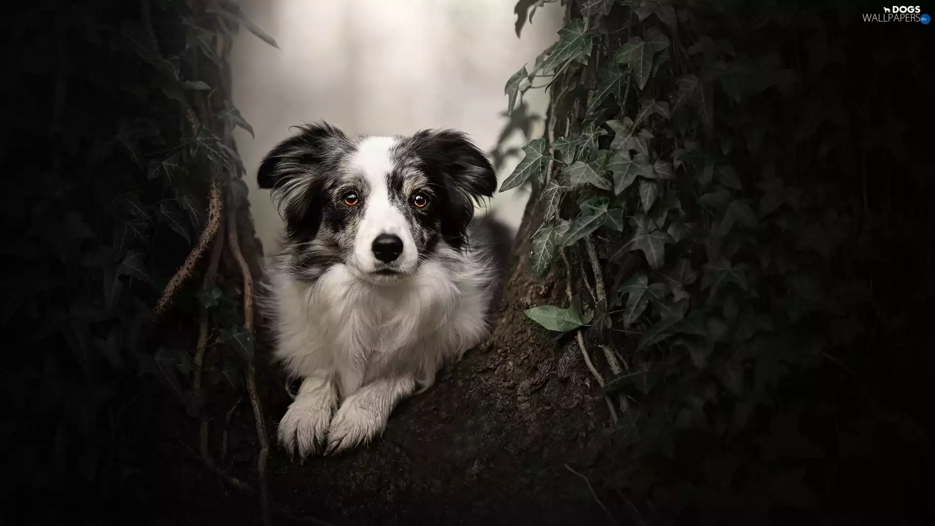 muzzle, dog, plant, Leaf, trees, Border Collie