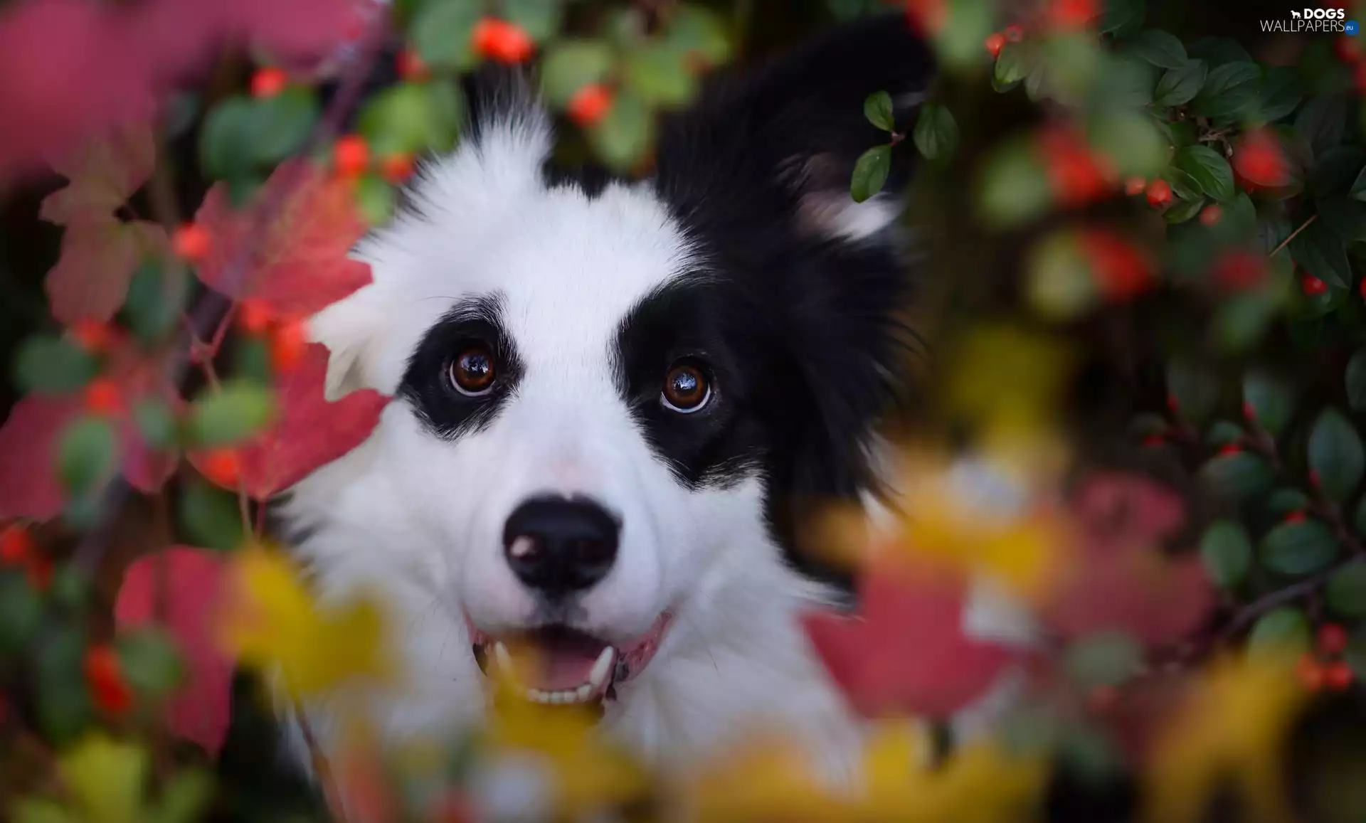 Plants, Border Collie, Leaf
