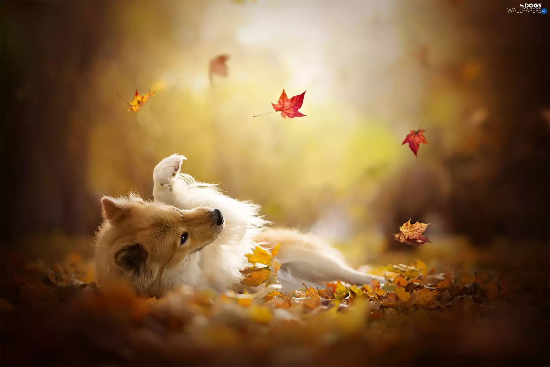 Autumn, Leaf, point, Eurasier, dog