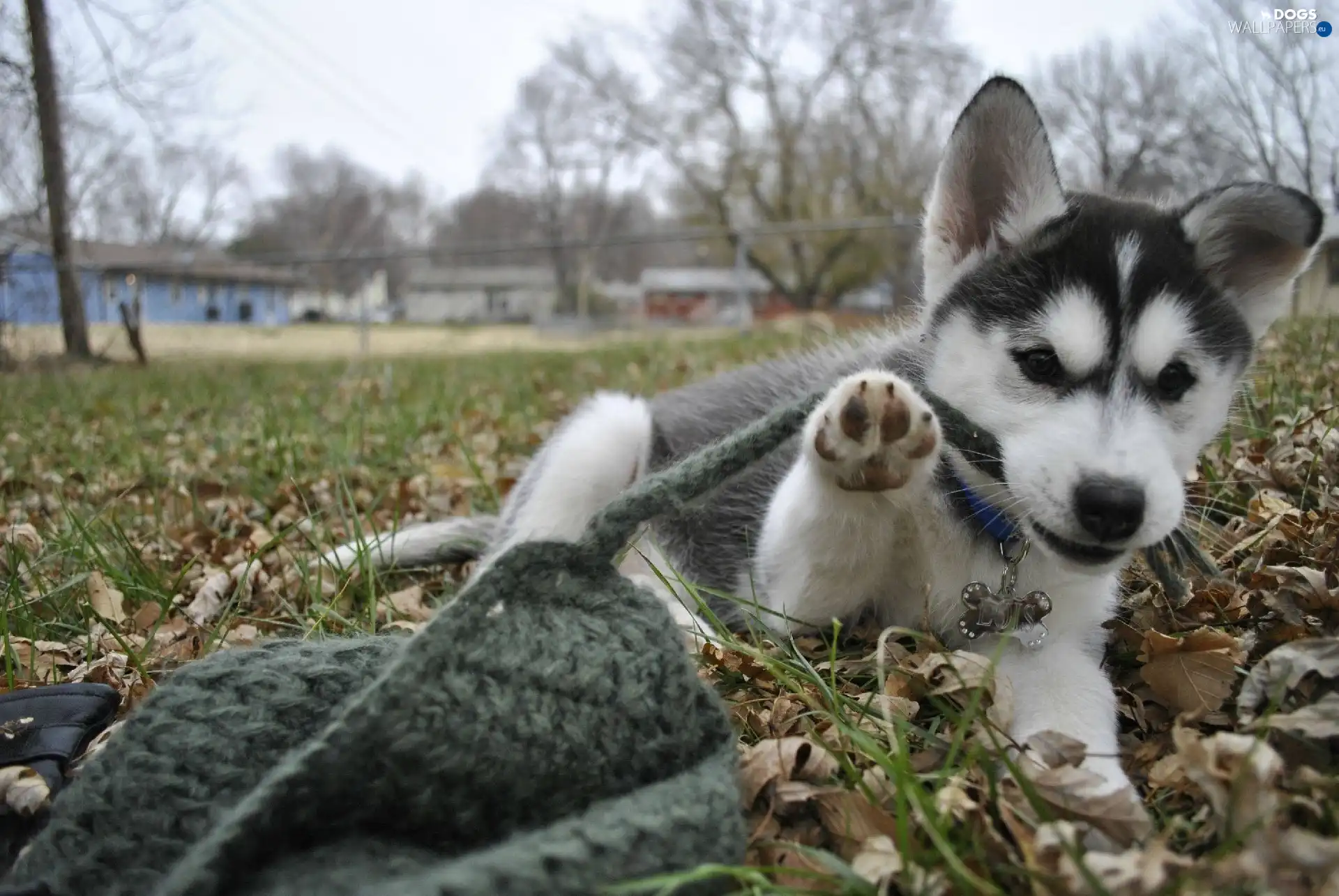 Leaf, grass, Puppy, pud