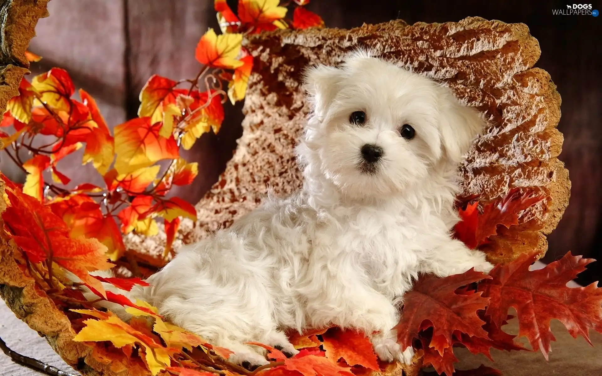 Puppy, Leaf, Bichon frise