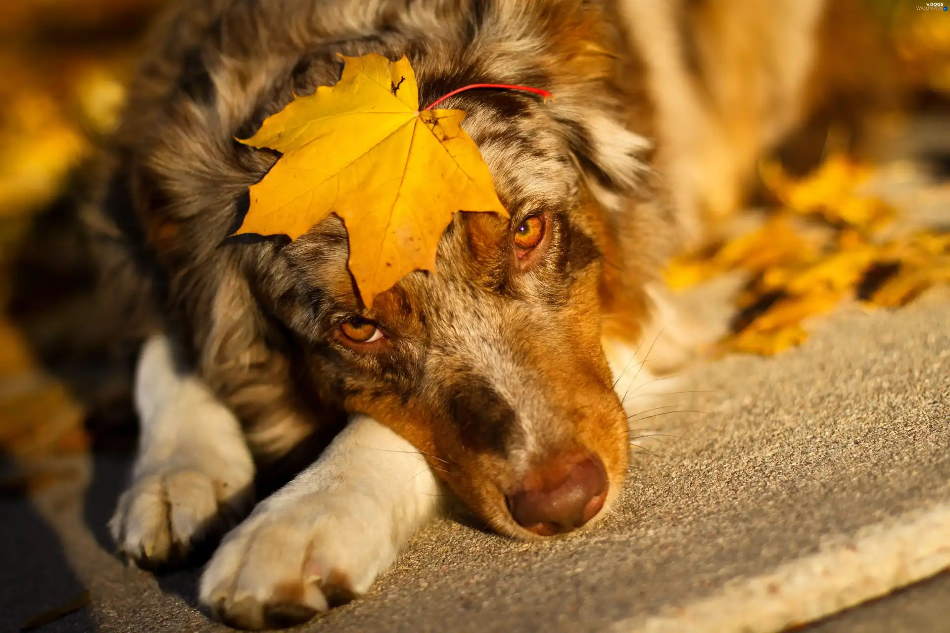 leaf, Autumn, sad, doggy