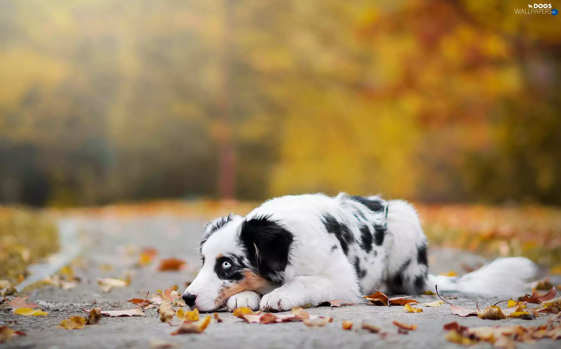 Australian Shepherd, lane, Leaf, Australian Shepherd