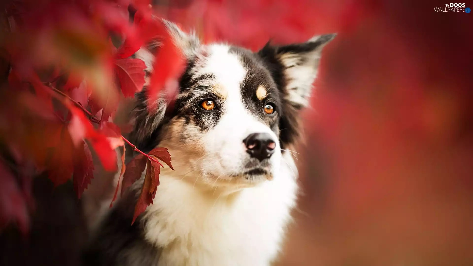 Description: Dog, muzzle, Leaf, Australian Shepherd