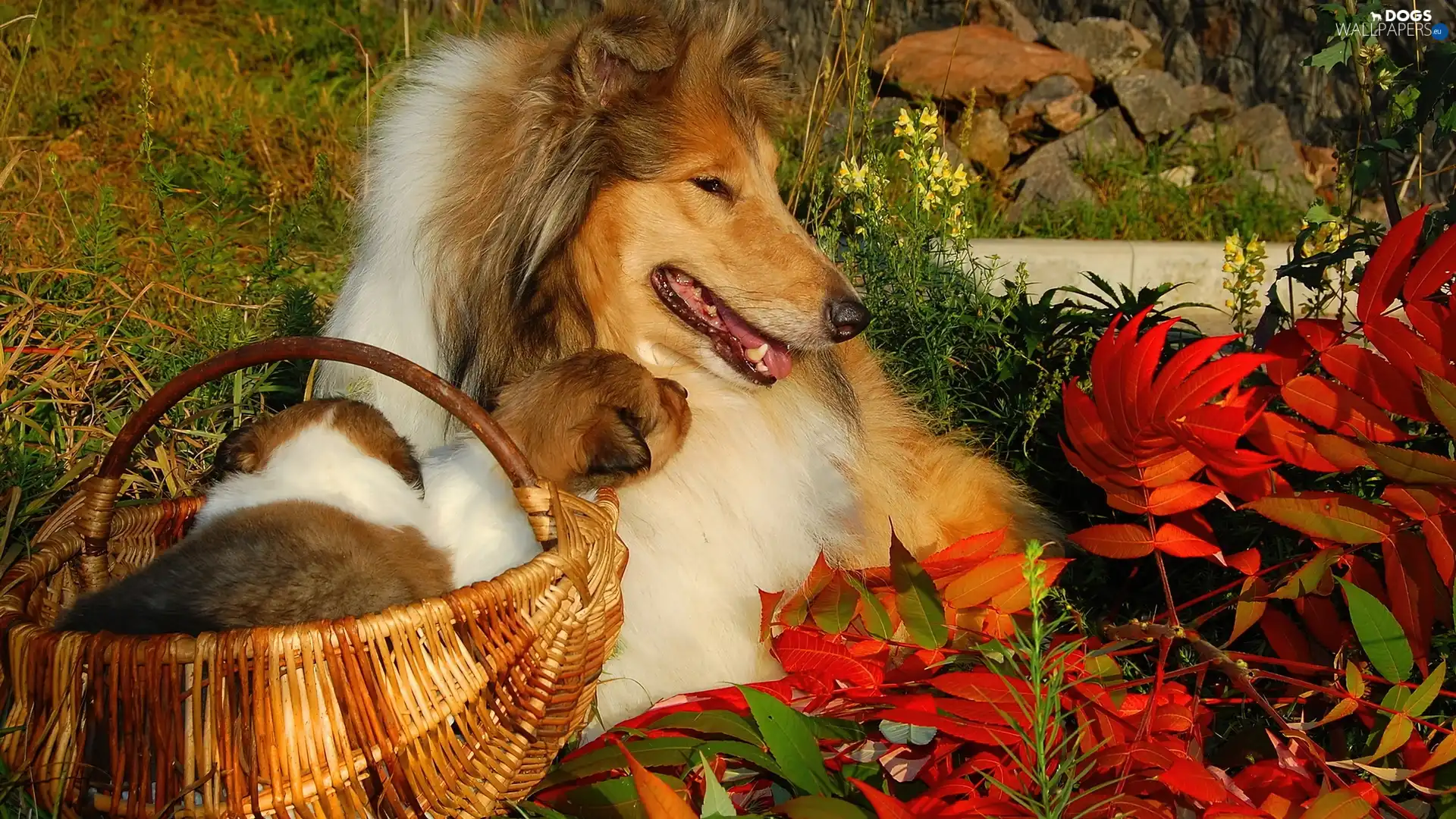 Leaf, Scottish shepherds, Autumn