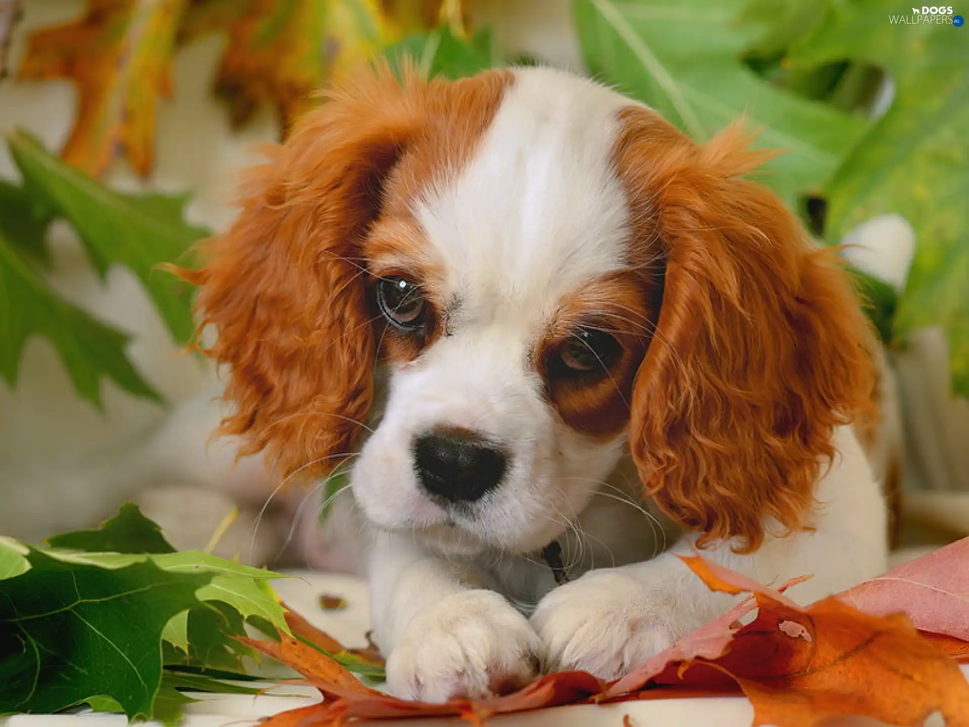 Leaf, color, small, doggie