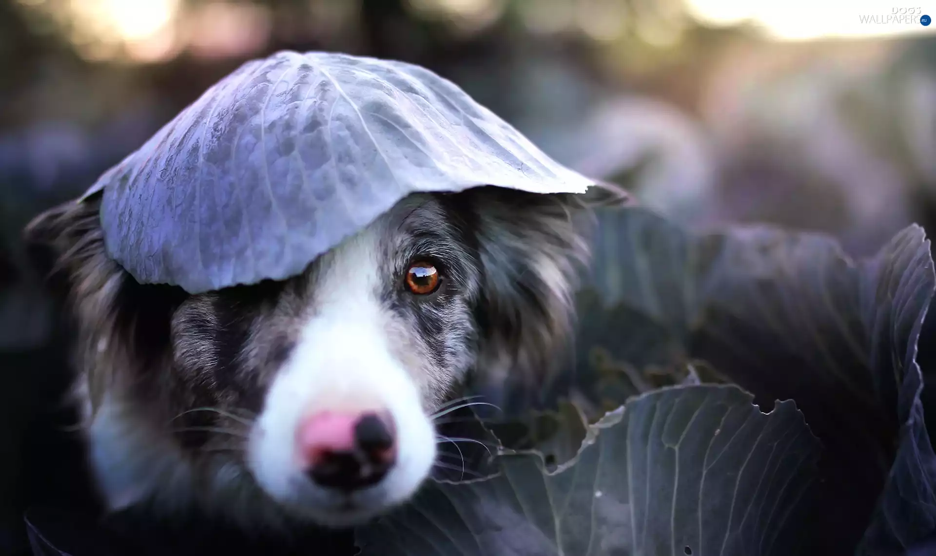 dog, leaf, sprouts, Border Collie