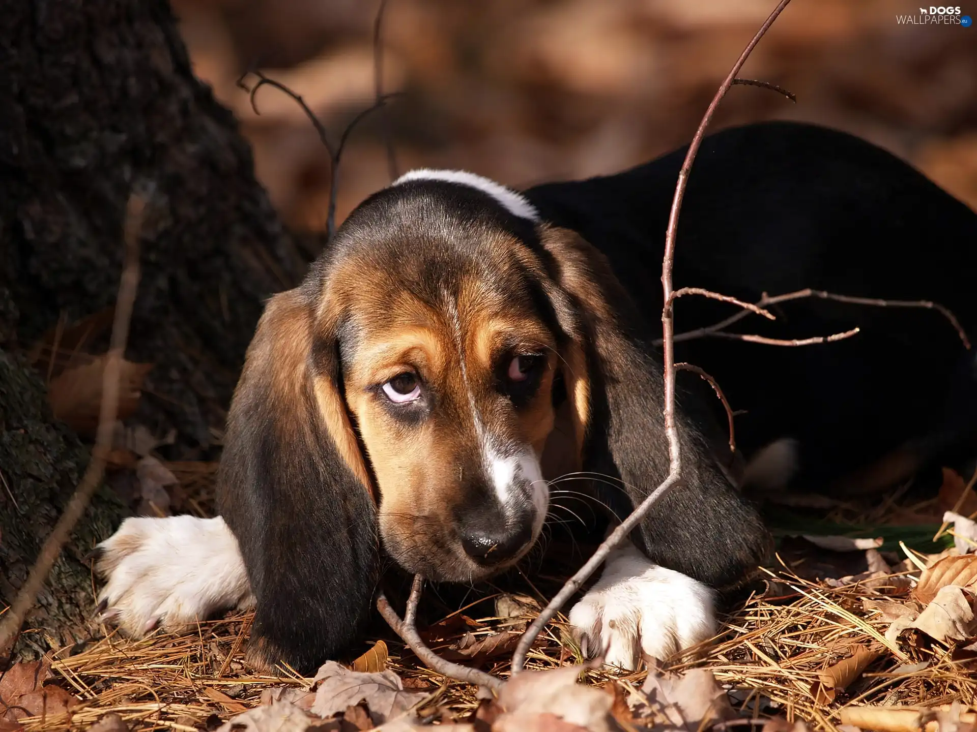 stick, Leaf, basset