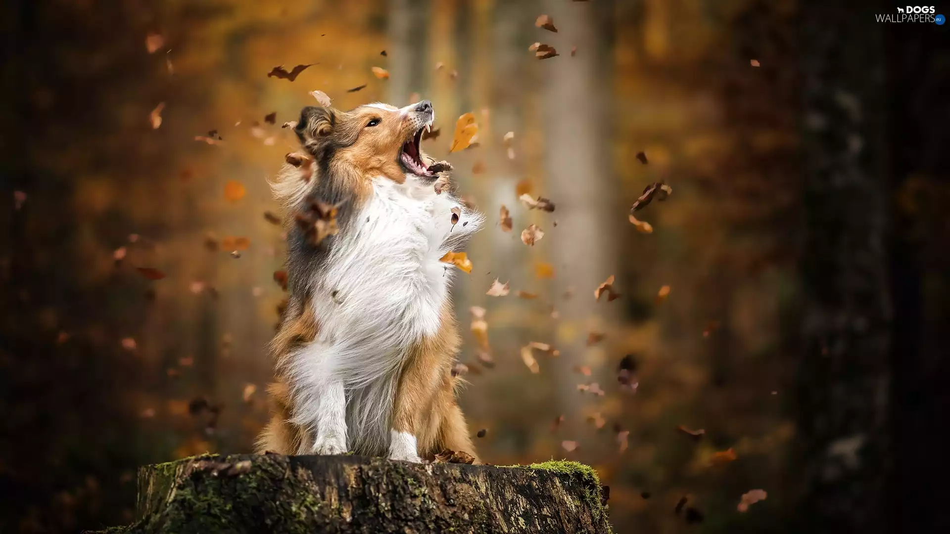 dog, Leaf, trunk, shetland Sheepdog