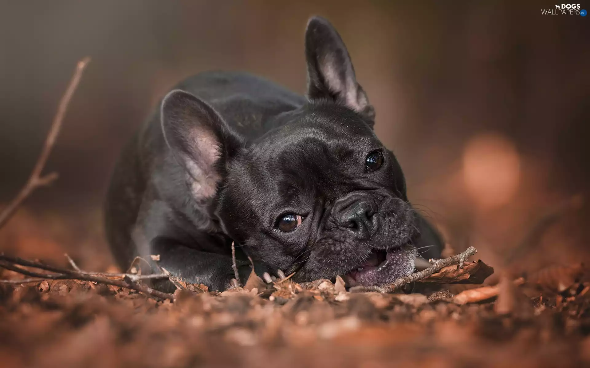 Twigs, French Bulldog, Leaf