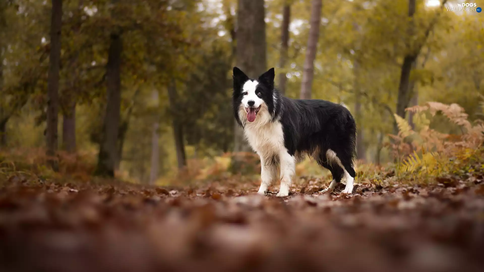 forest, dog, viewes, Leaf, trees, Border Collie