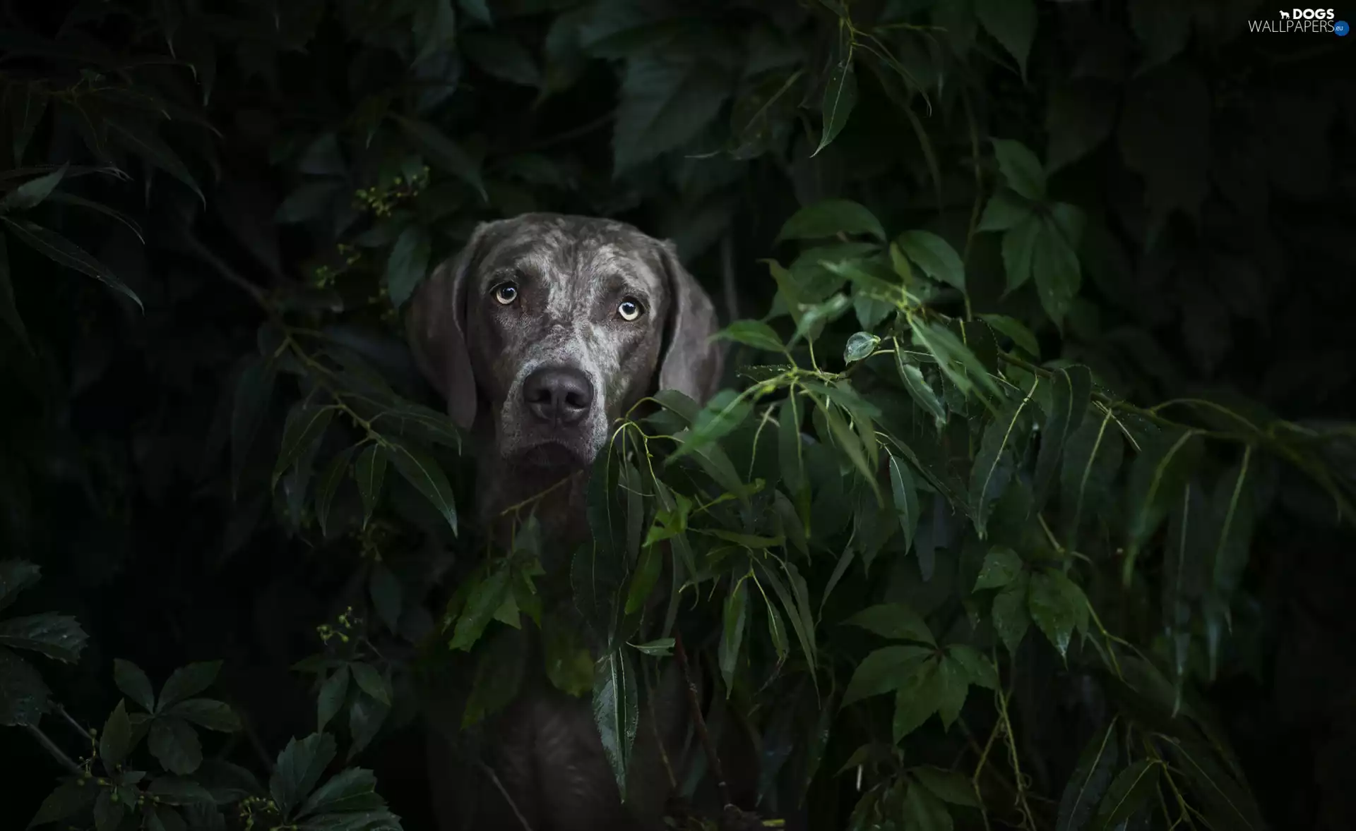 scrub, Leaf, Weimaraner, Head, dog