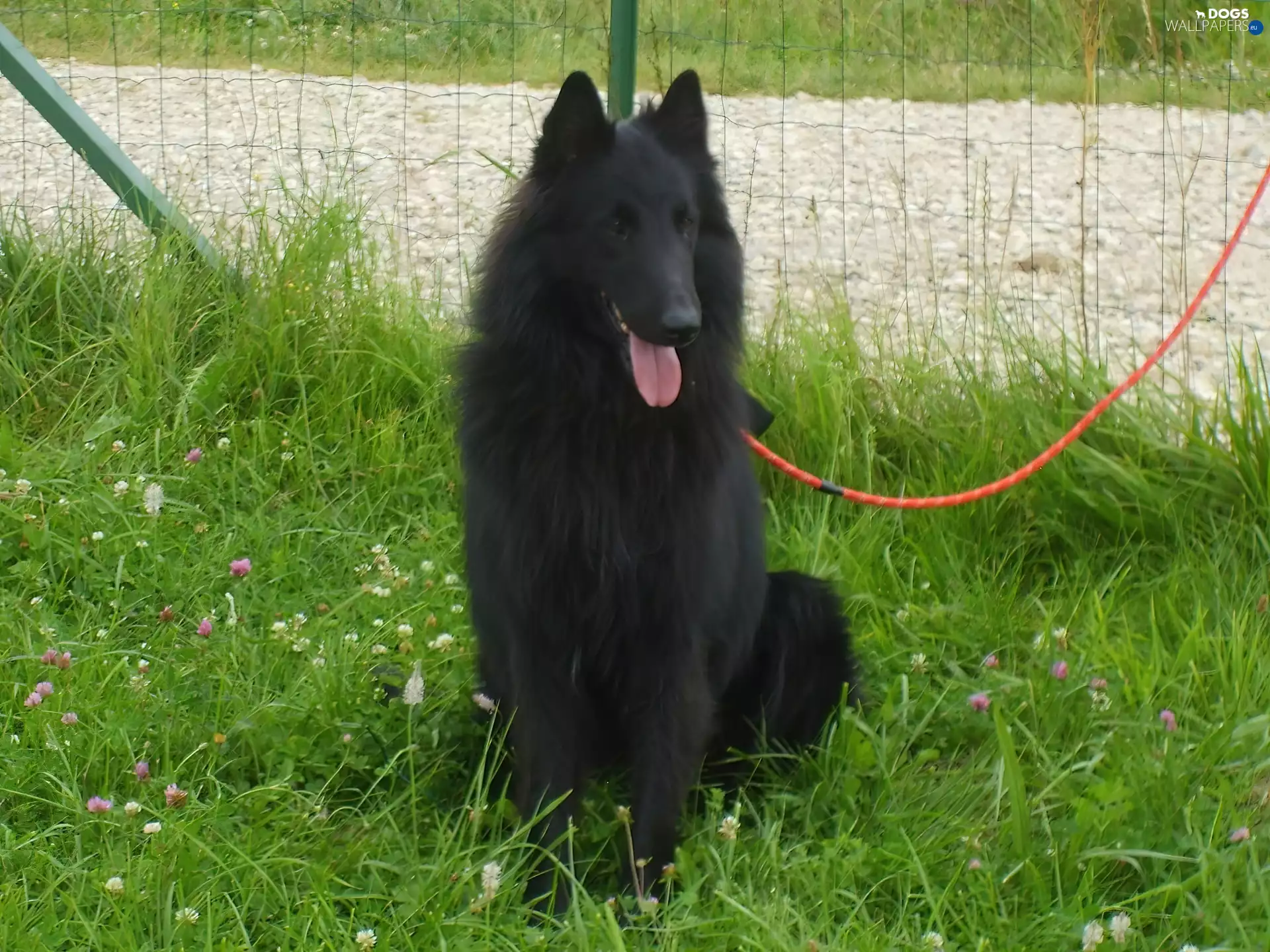 Belgian Shepherd Groenendael, Leash