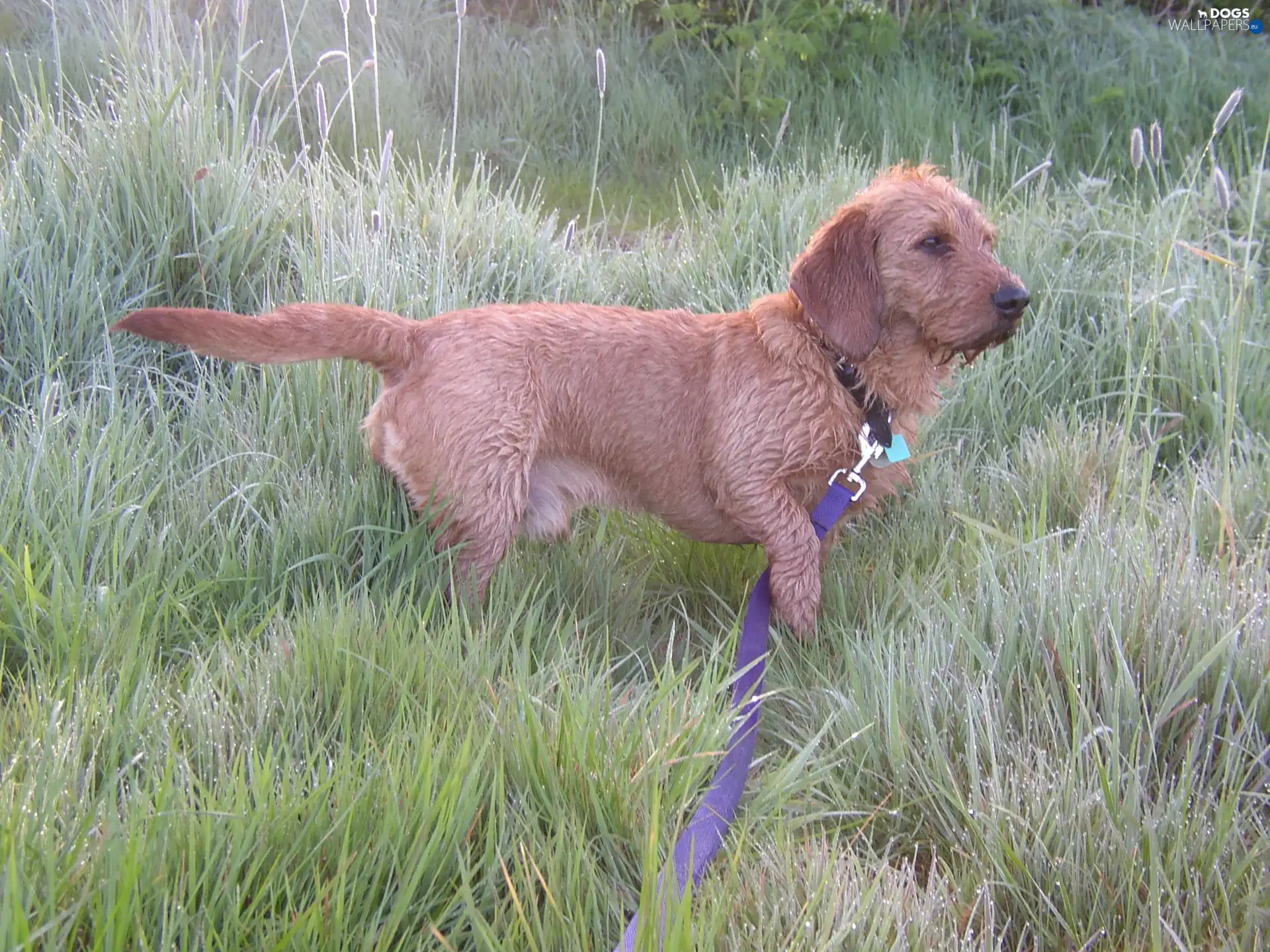 Leash, Basset Fauve de Bretagne