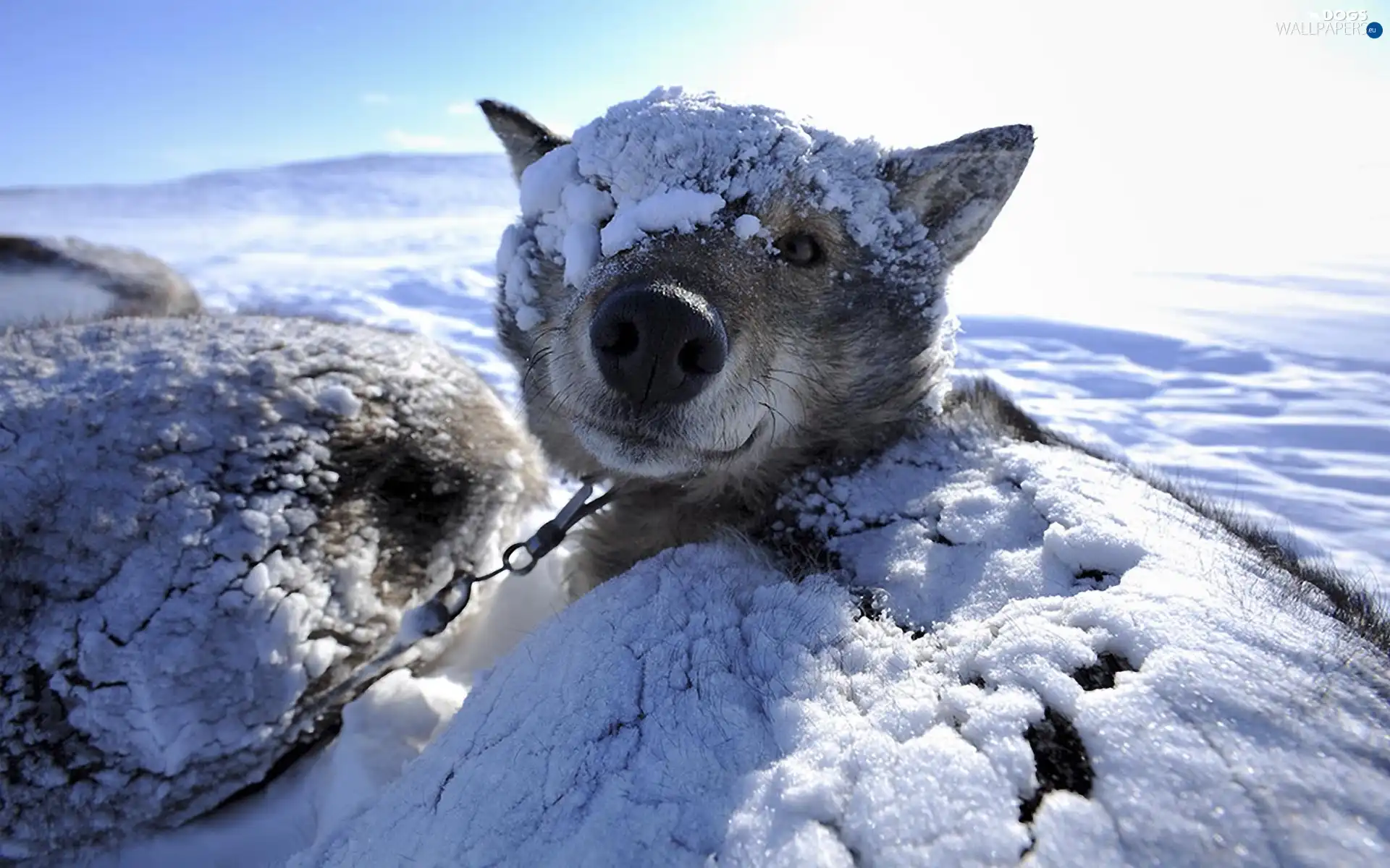 dog, Leash, snowy