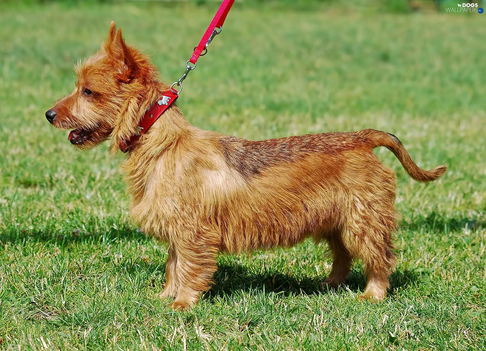 dog, Leash, Lawn, Australian terrier