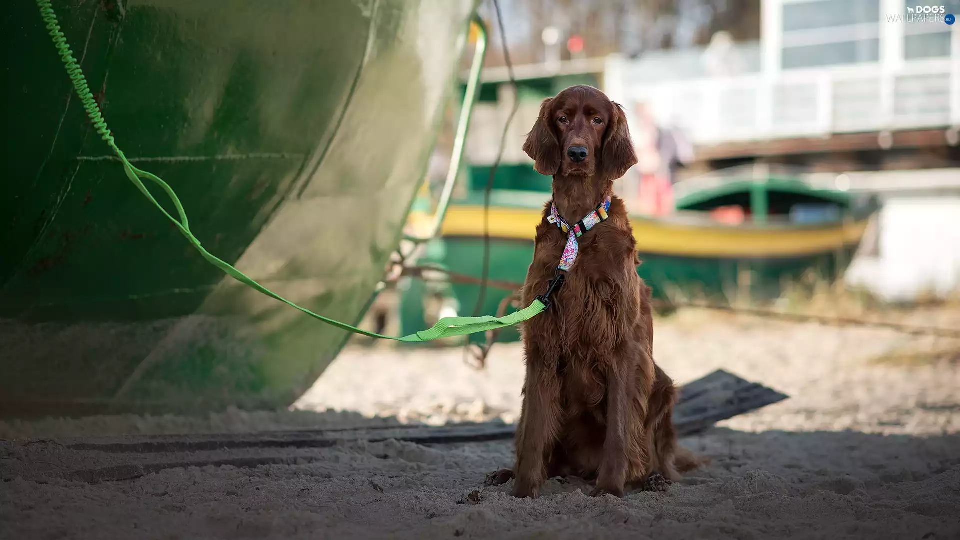 dog, Leash, Sand, Irish Setter