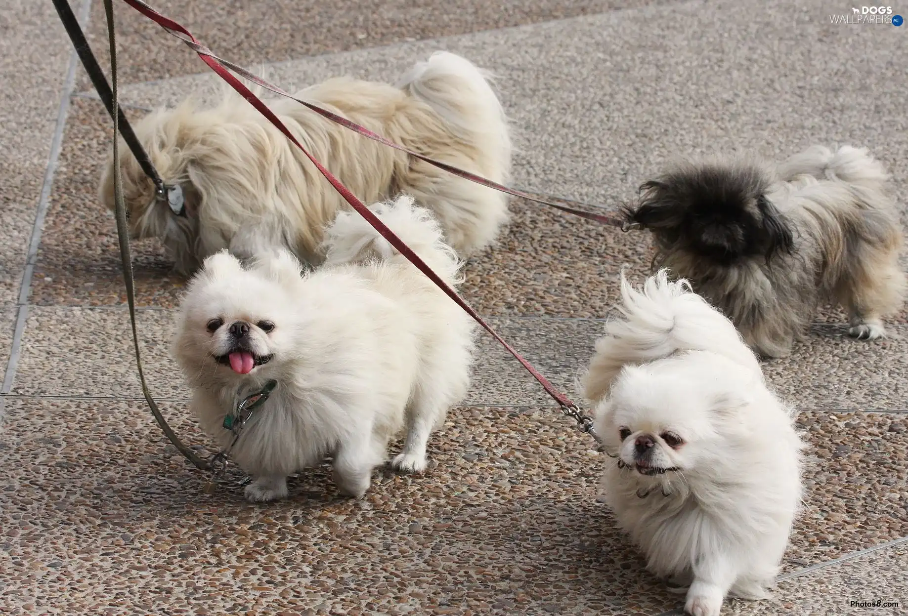 pekingese, leashes, four