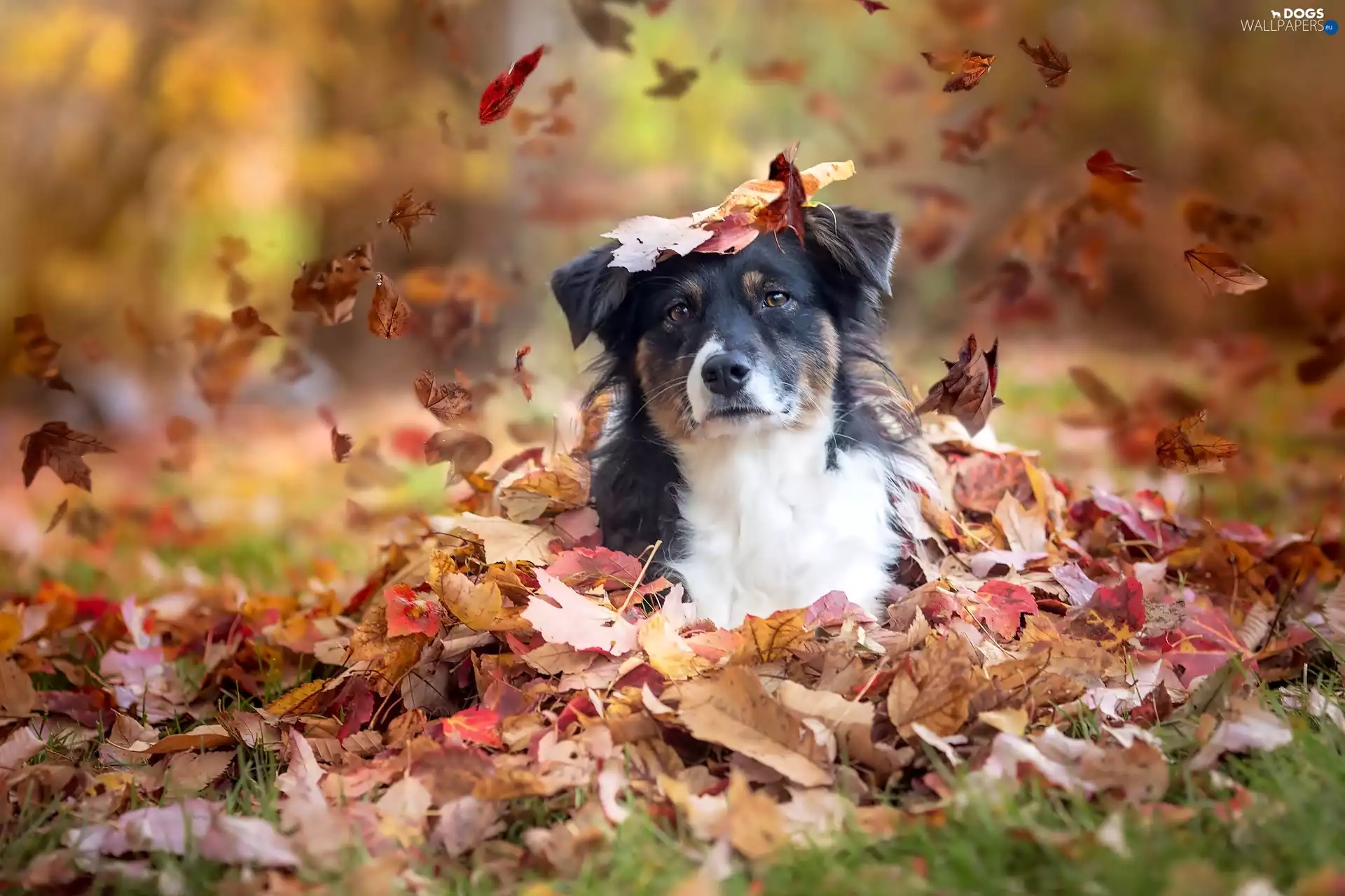Leaves, dog, Autumn