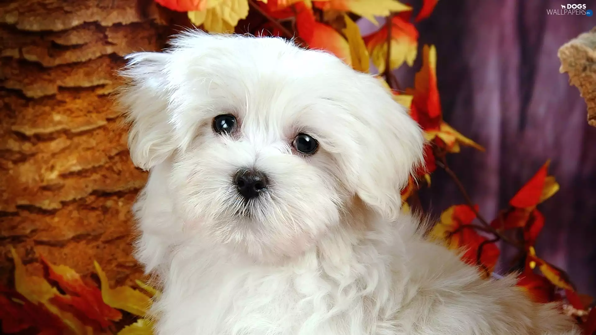 leaves, White, Bichon