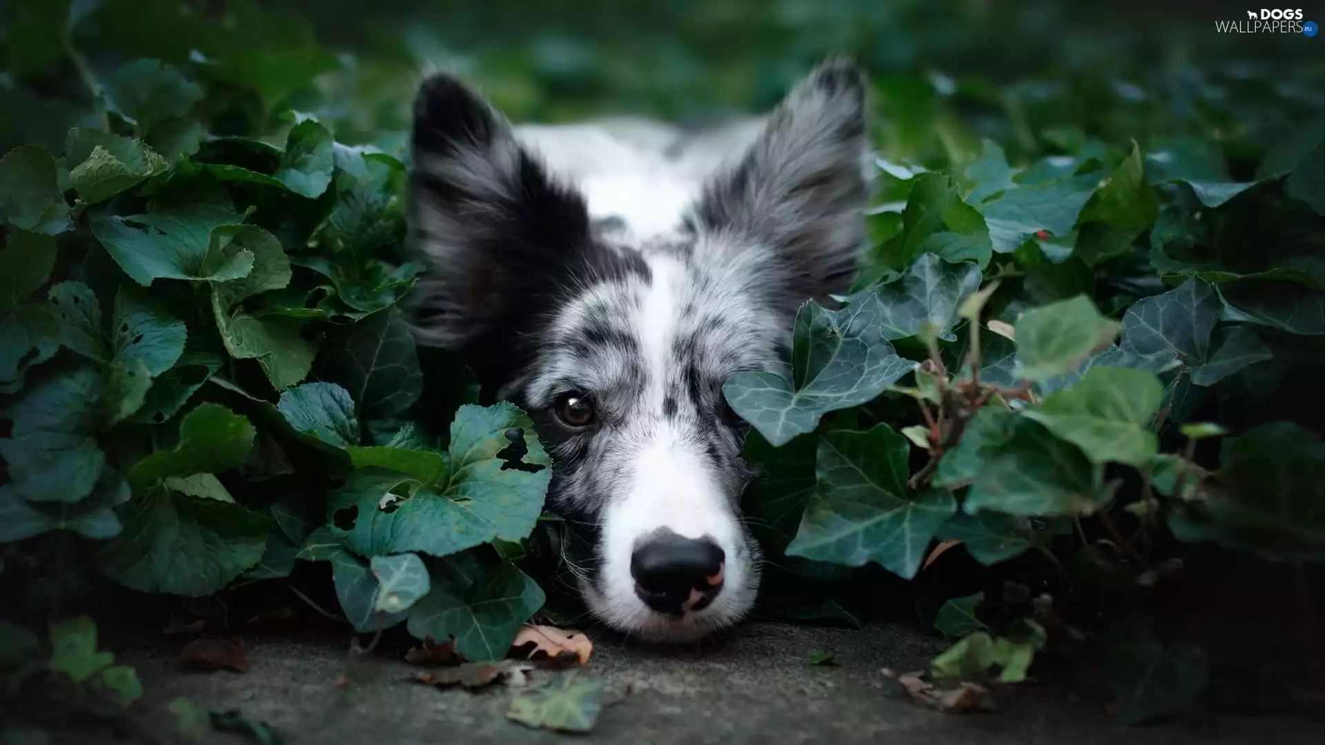 muzzle, dog, ivy, leaves, plant, Border Collie