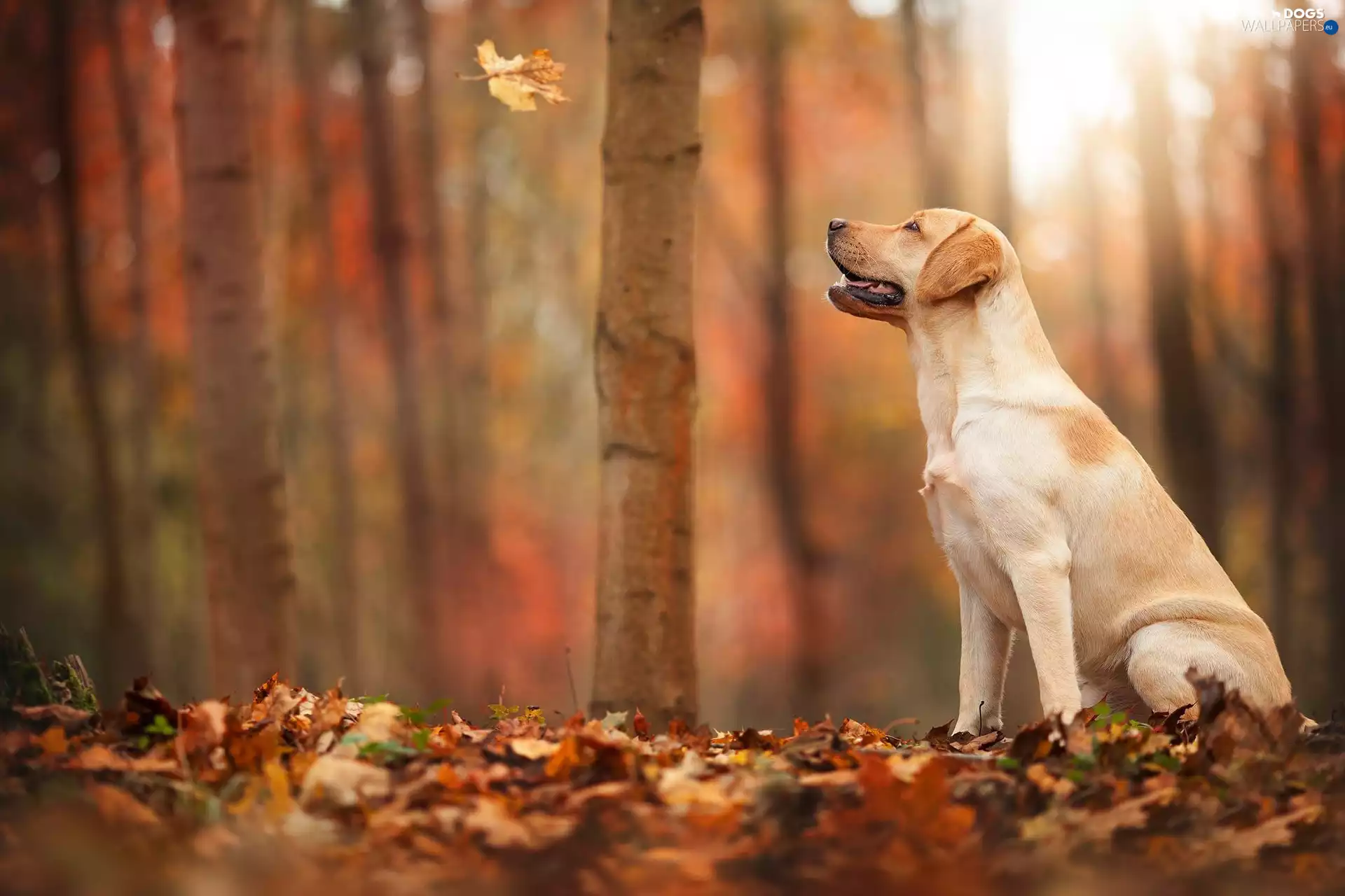 forest, Leaves, Labrador, autumn, dog