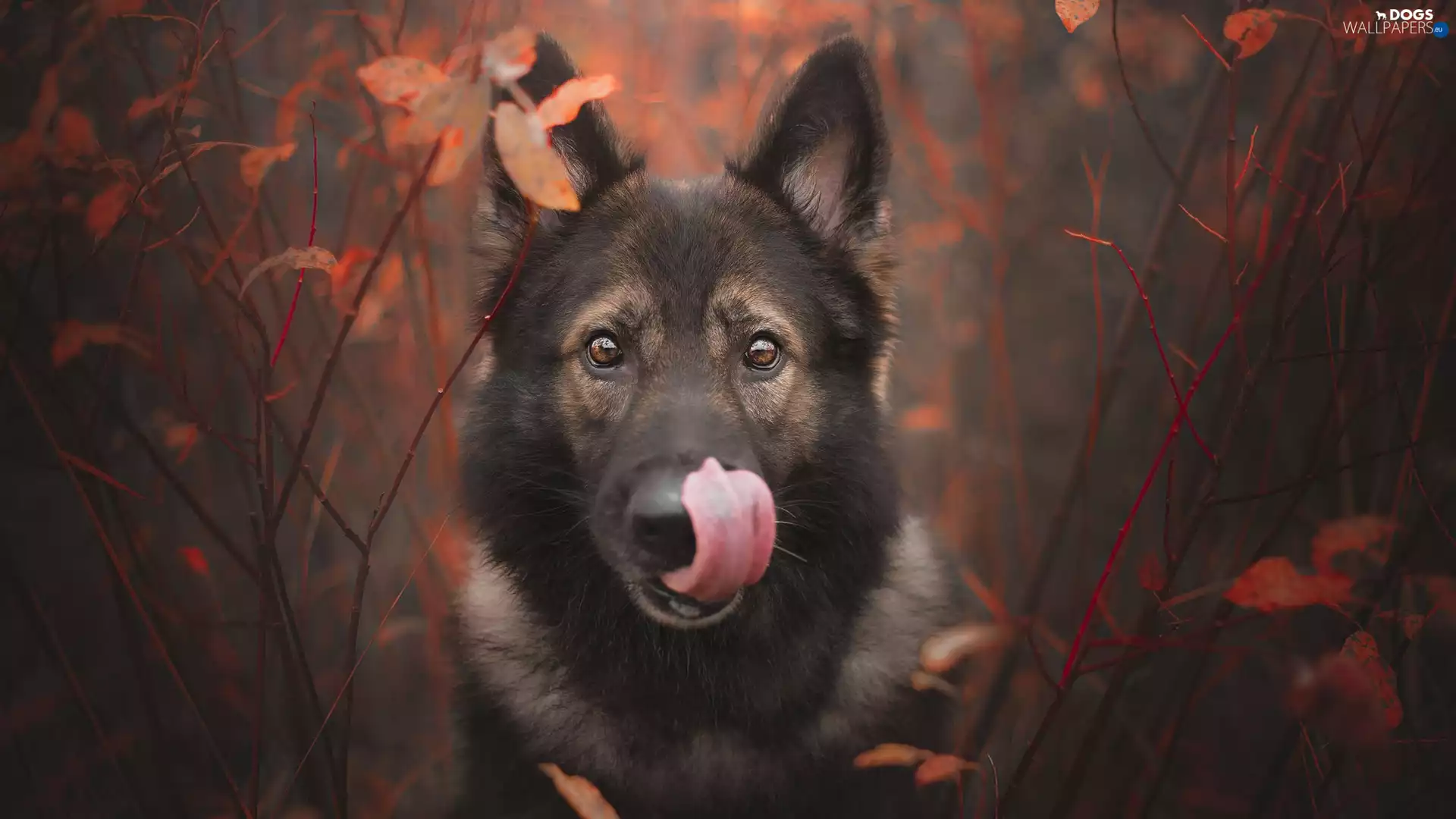 muzzle, dog, Twigs, leaves, tongue, German Shepherd