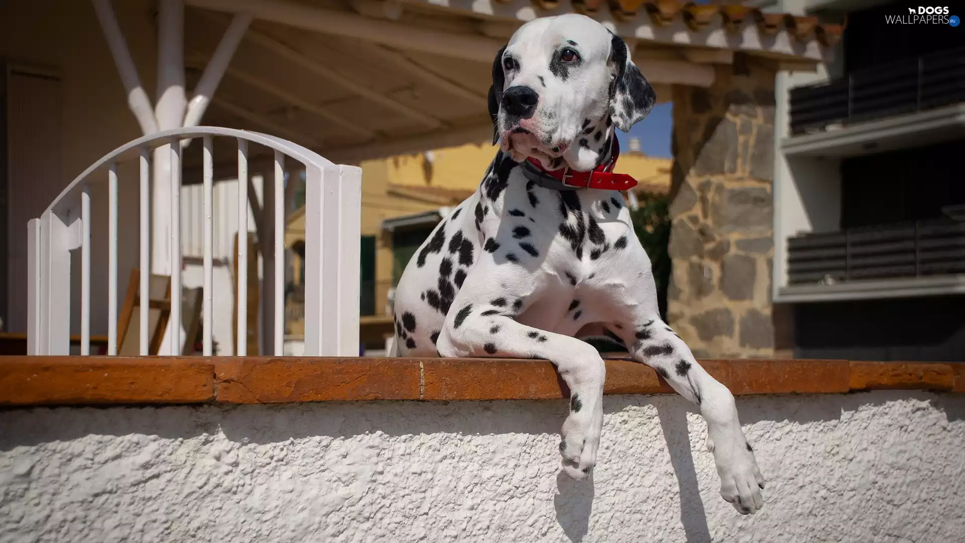 ledge, dog, Dalmatian