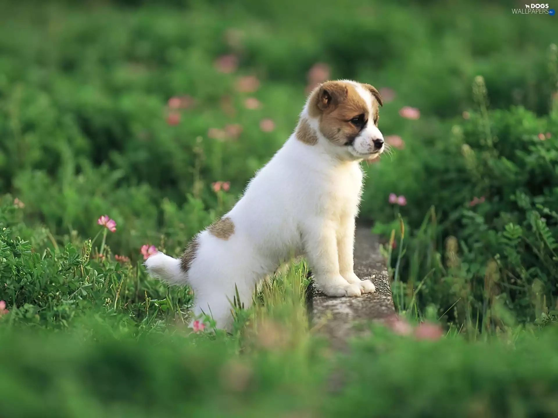 ledge, honeyed, doggie